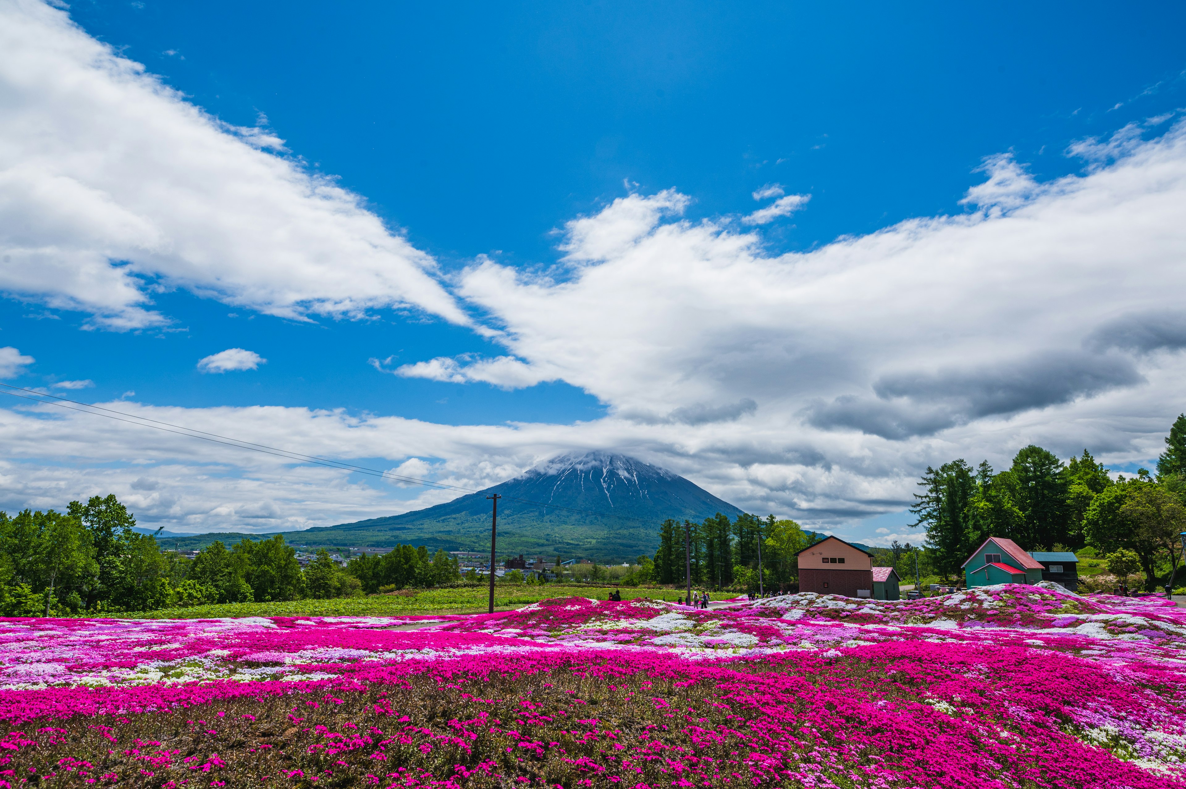 Vista escénica de una montaña con campos de flores rosas vibrantes bajo un cielo azul