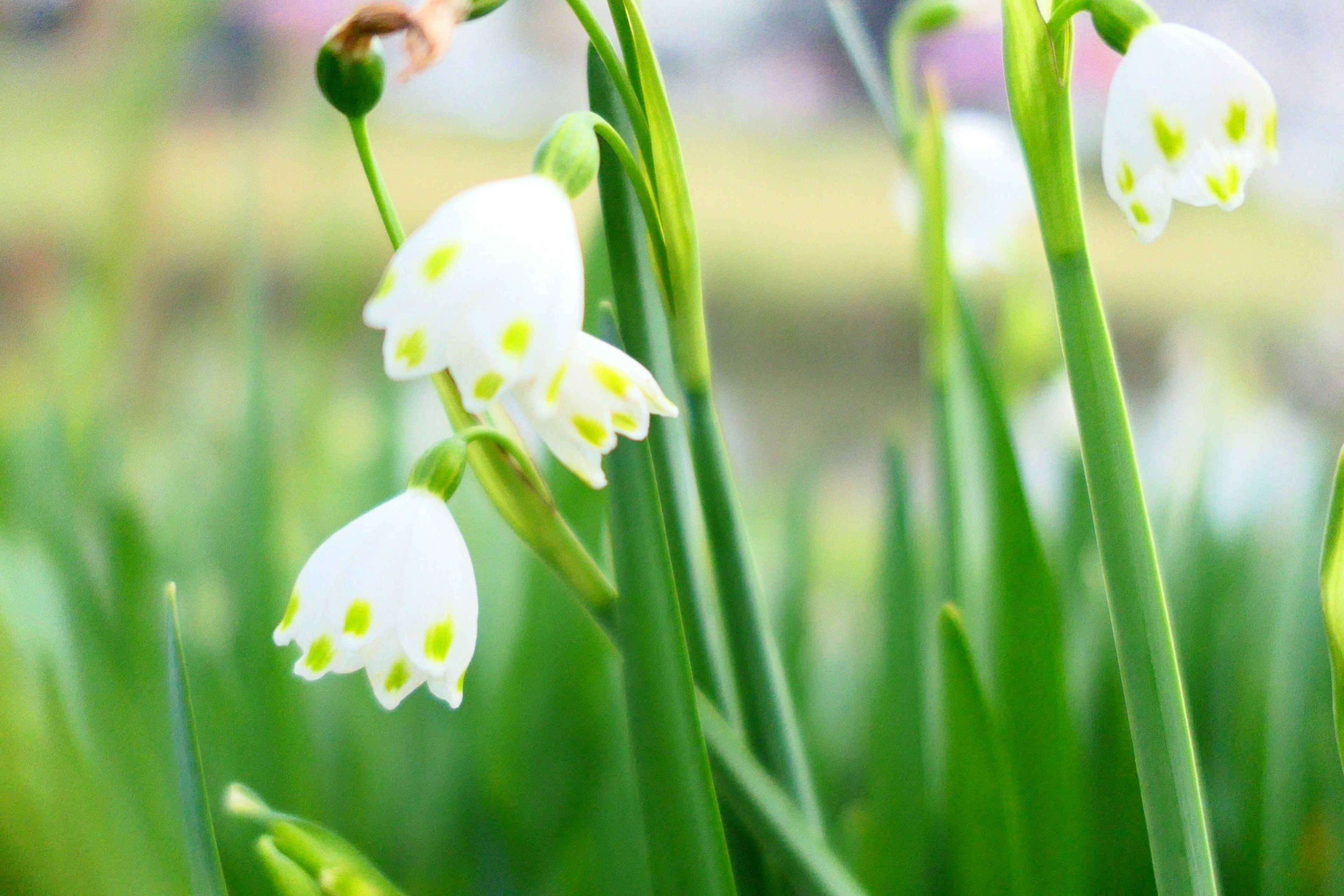 White snowdrop flowers blooming among green leaves