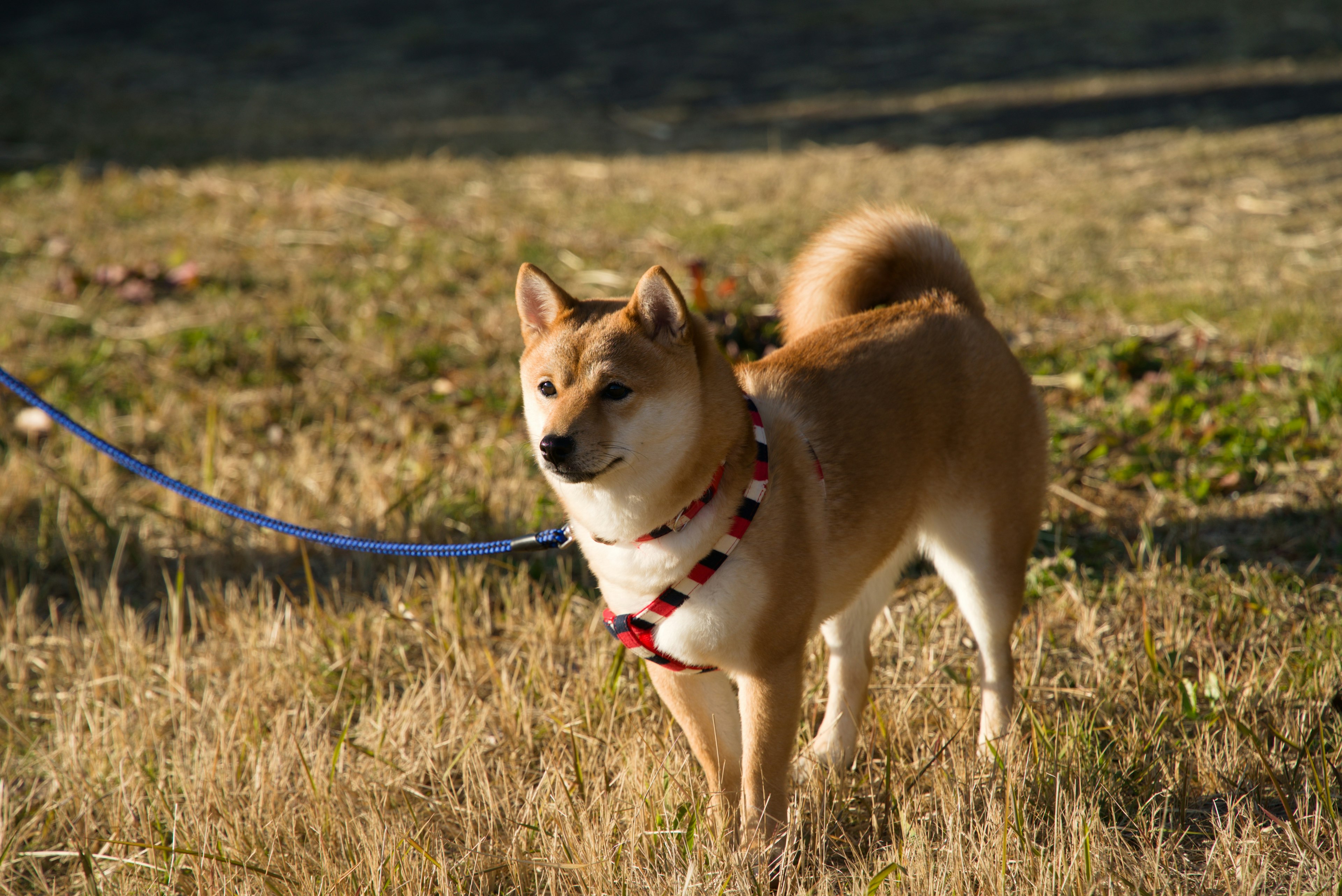 芝犬がリードをつけて草原を歩いている