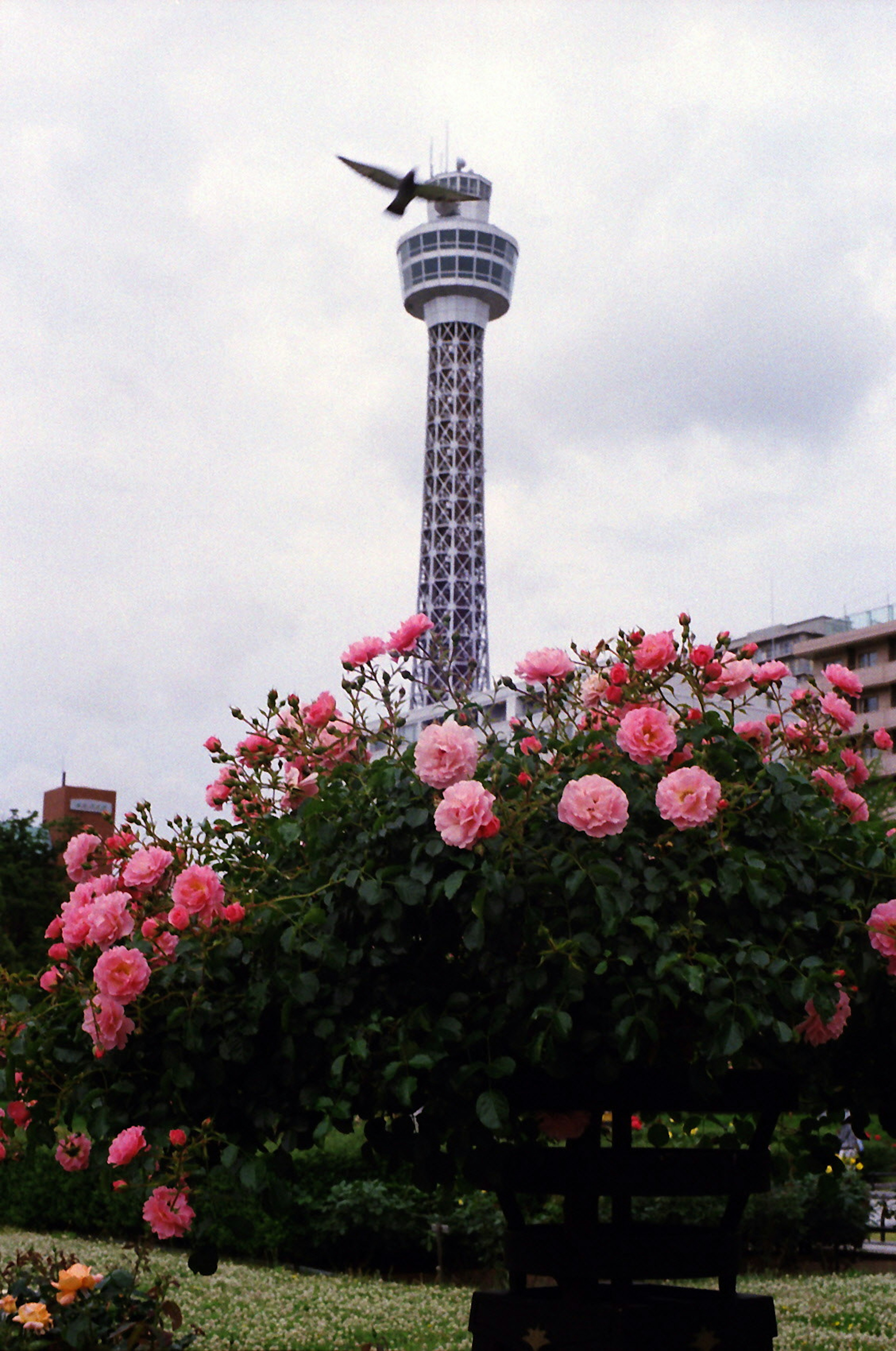 バラの花とタワーの風景