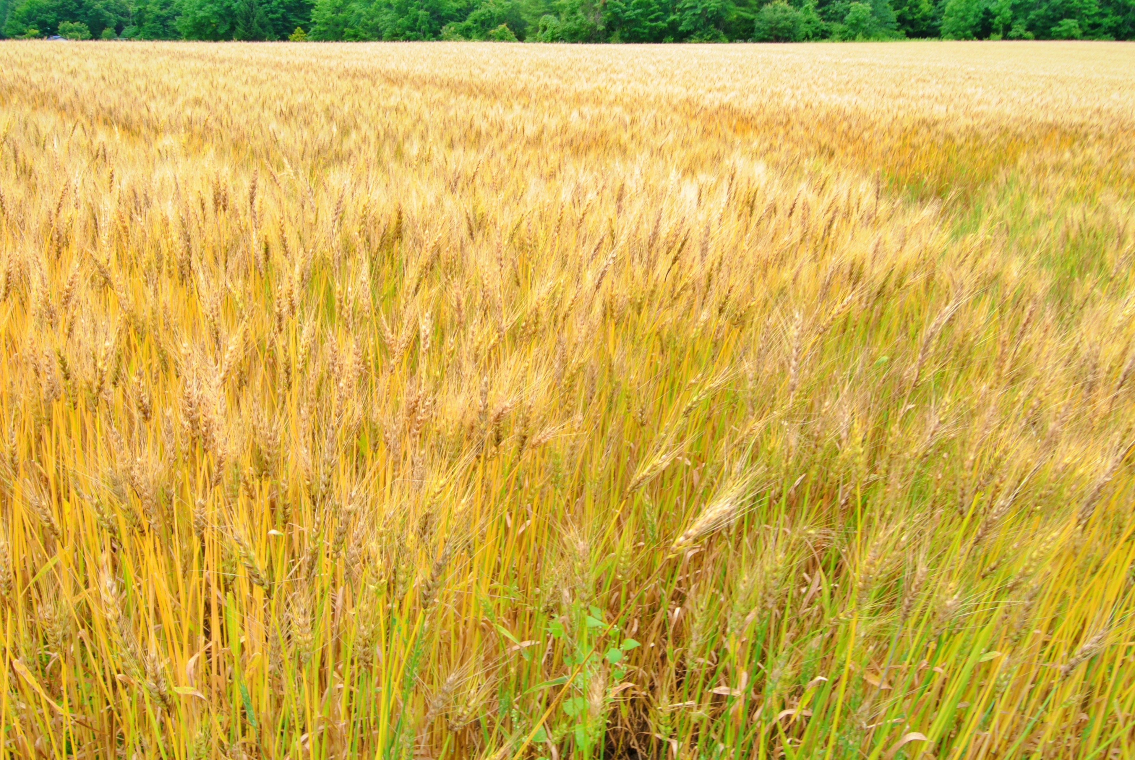 Golden wheat field landscape with green trees in the background