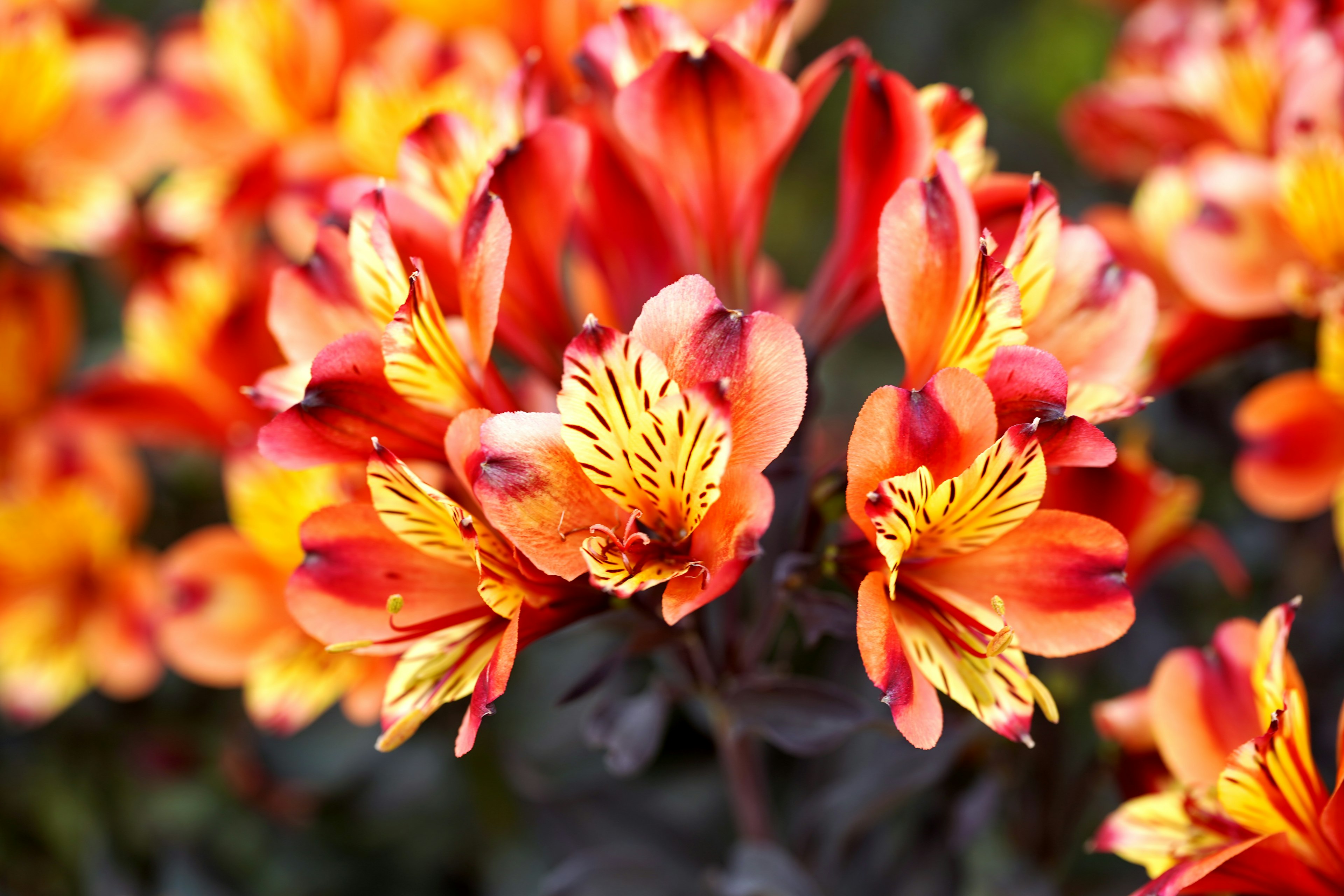 Kedekatan bunga Alstroemeria oranye dan kuning yang cerah