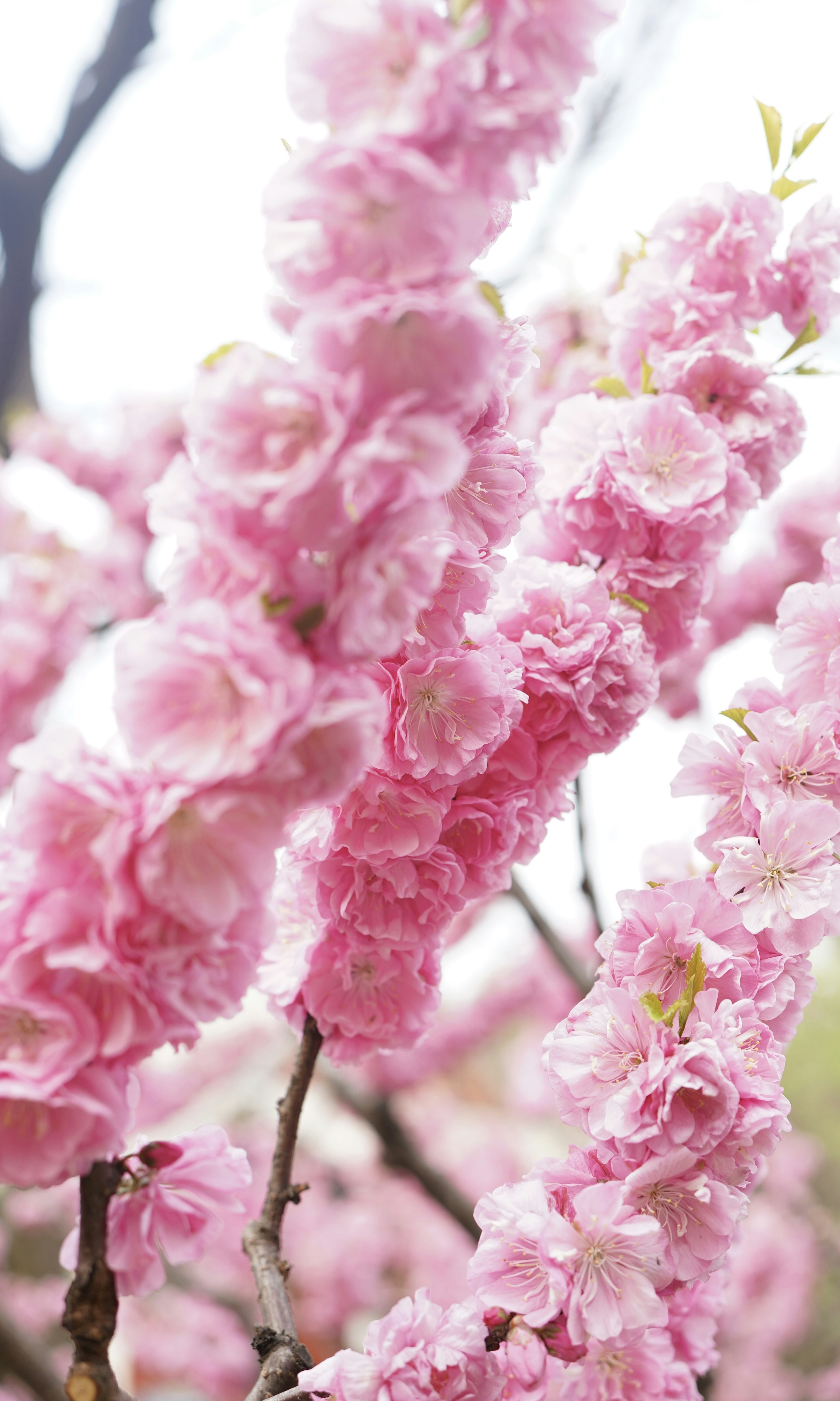 Nahaufnahme von Zweigen mit blühenden rosa Blumen