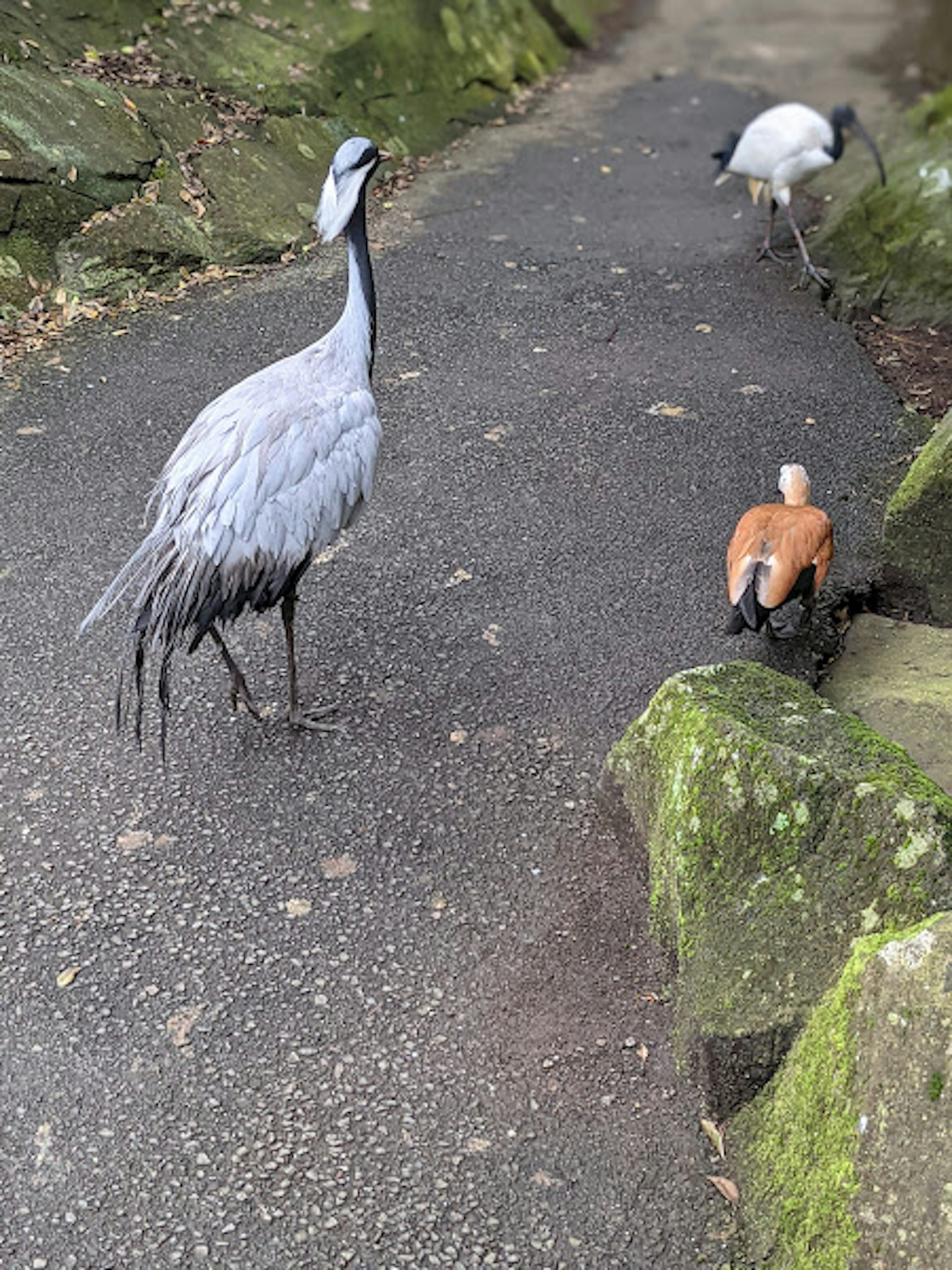 Eine graue Kranich steht auf einem Weg mit einem orangefarbenen Vogel im Hintergrund