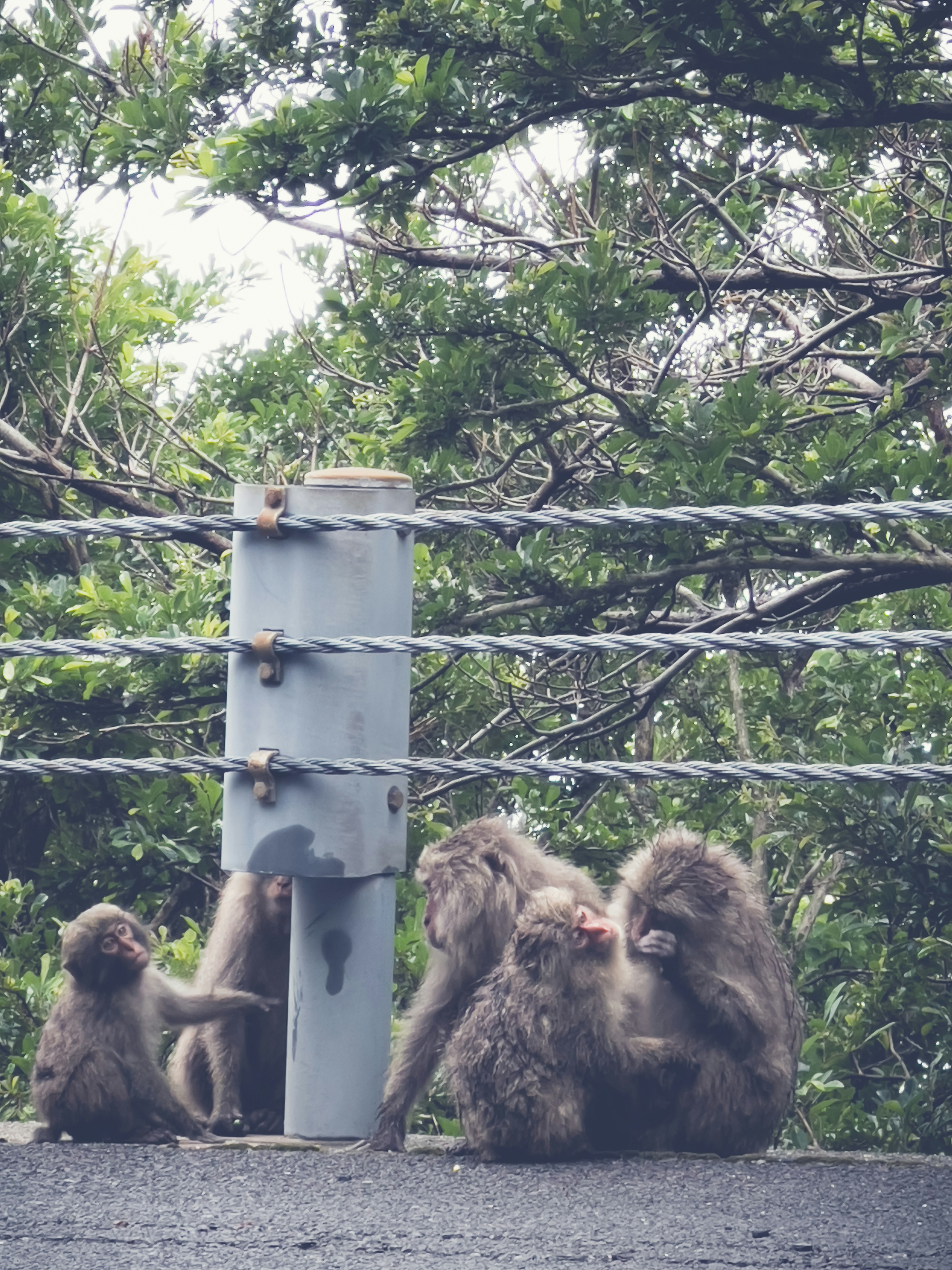 Một nhóm khỉ baboon đang thư giãn gần hàng rào