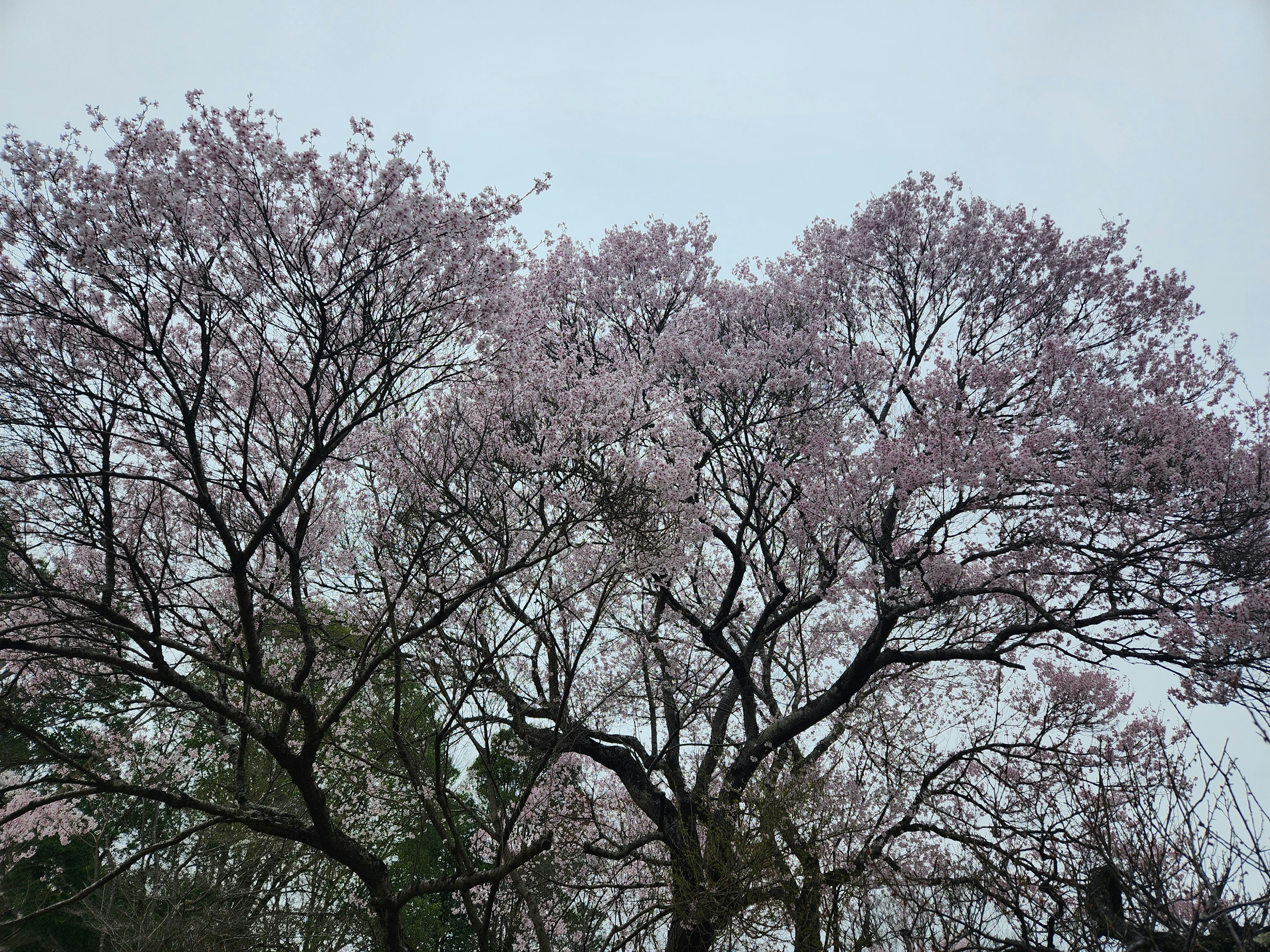 A full view of a cherry tree with light pink blossoms