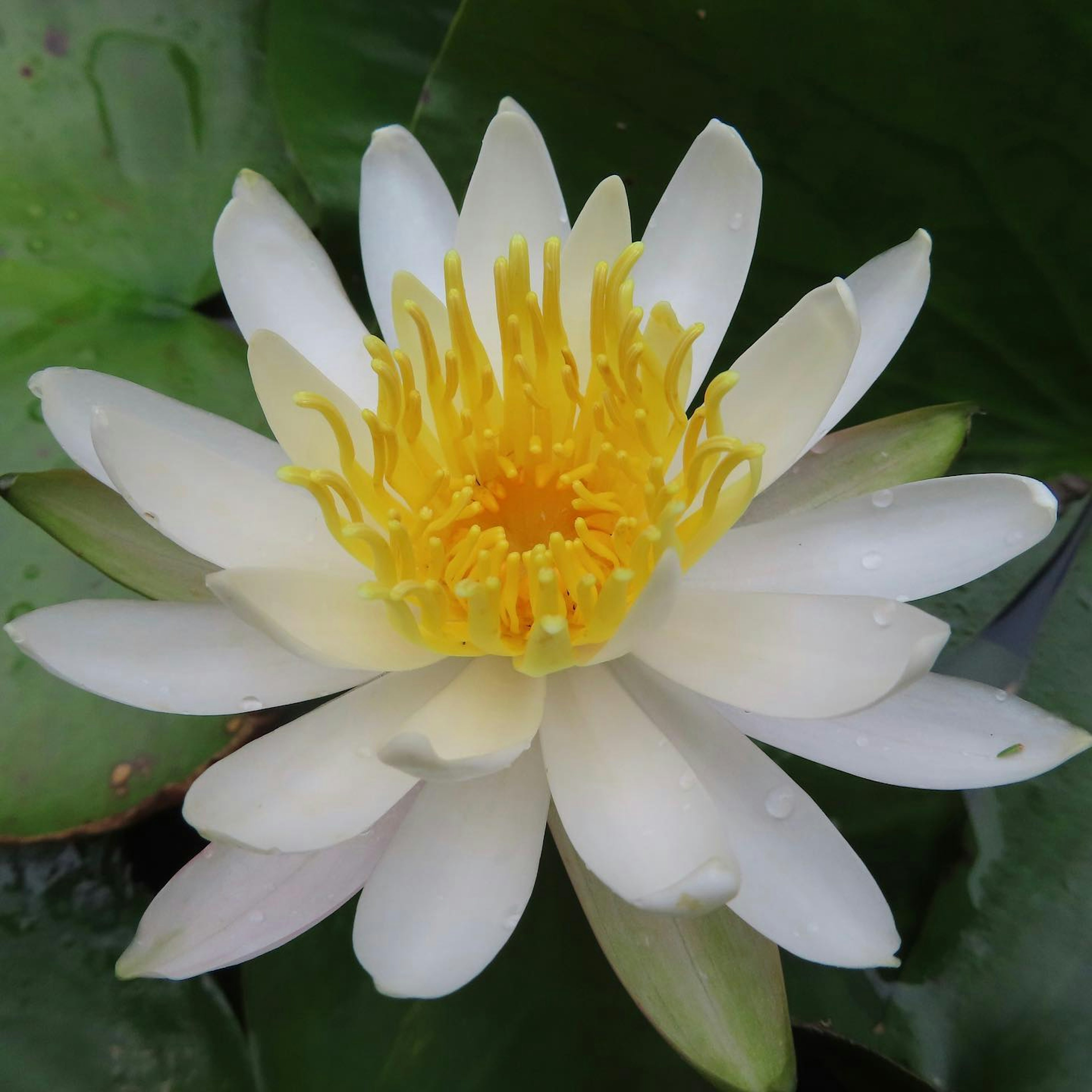 Flor de lirio blanco con centro amarillo