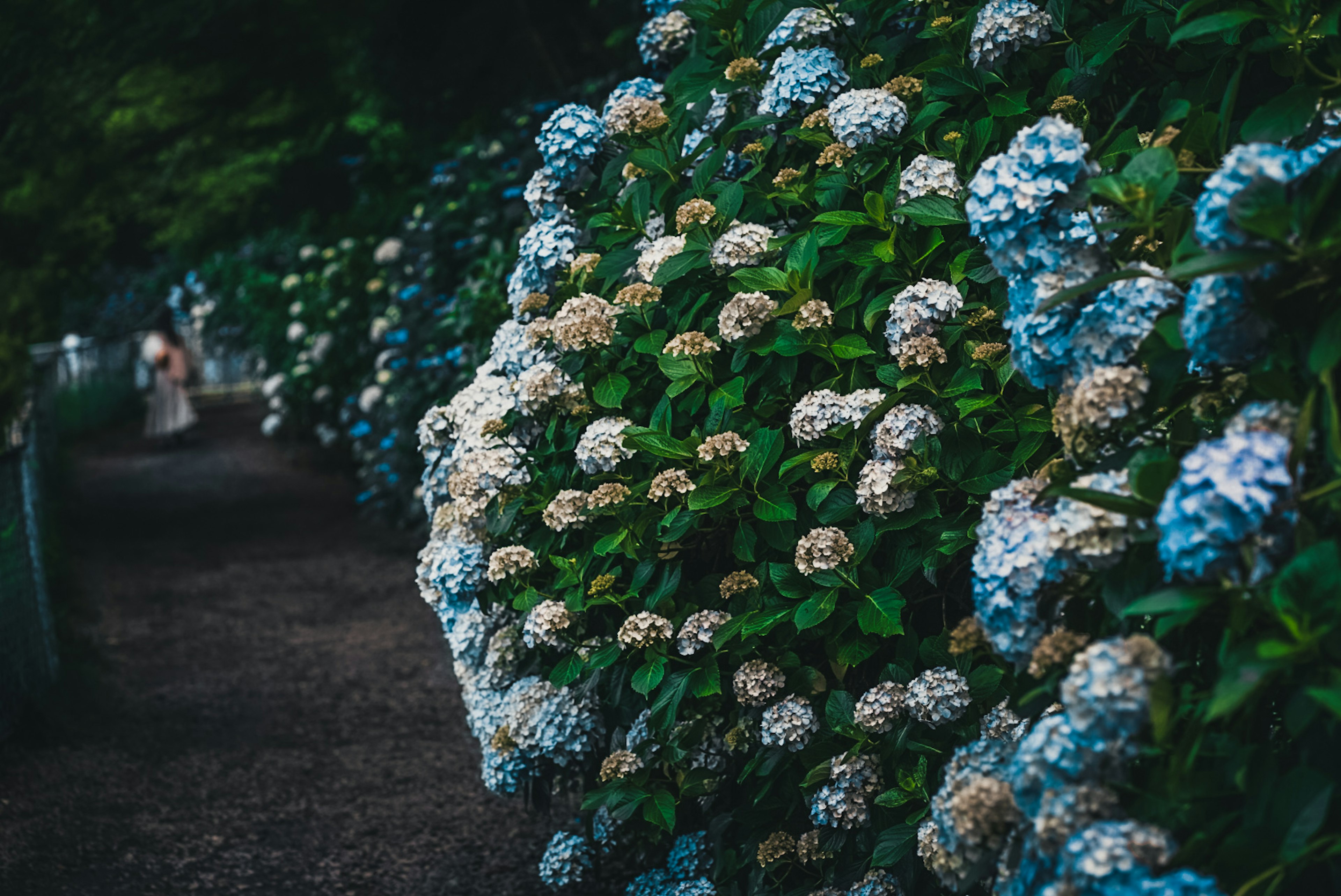 Allée bordée d'hortensias bleus et blancs