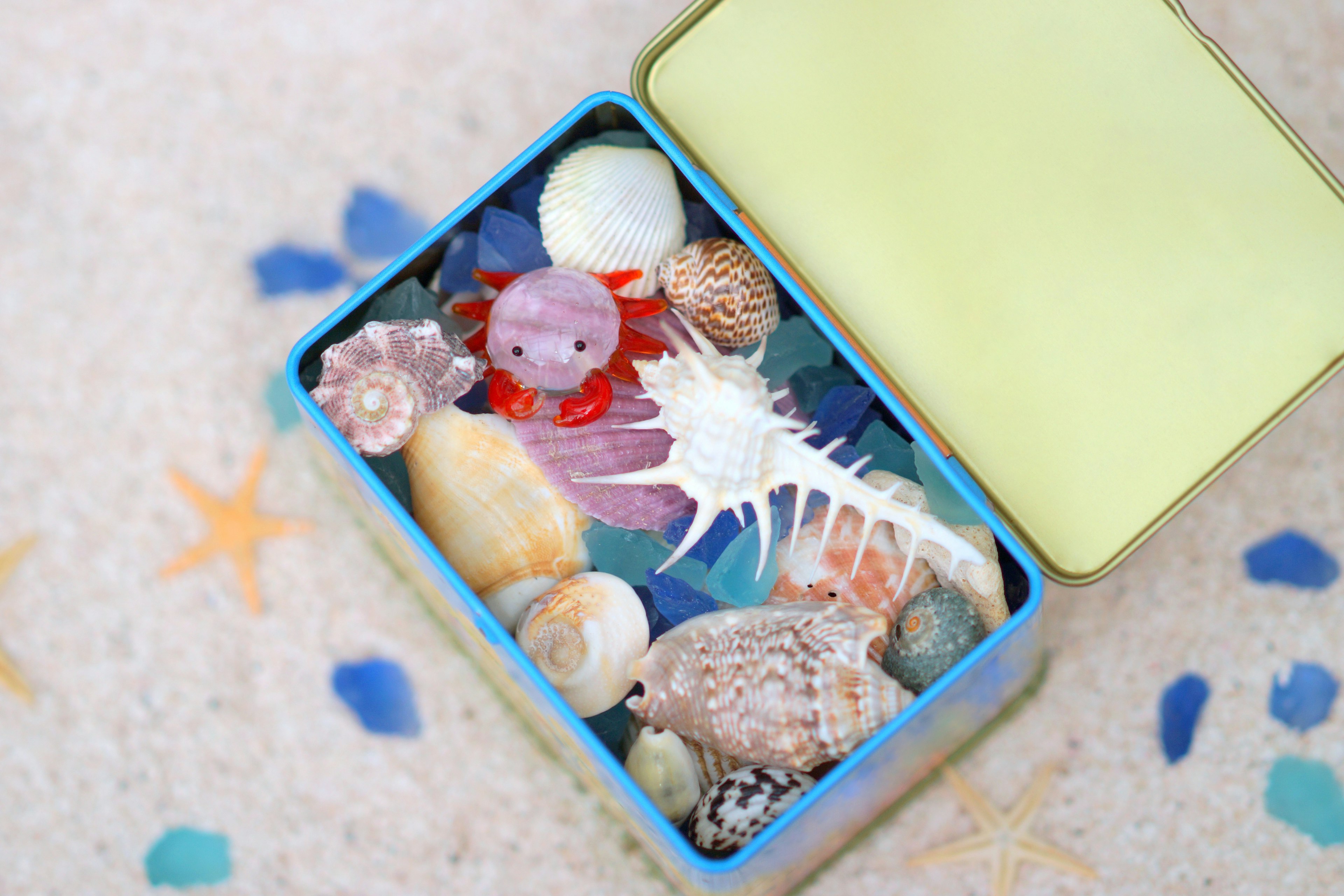 Collection of seashells and a small red octopus in a blue box