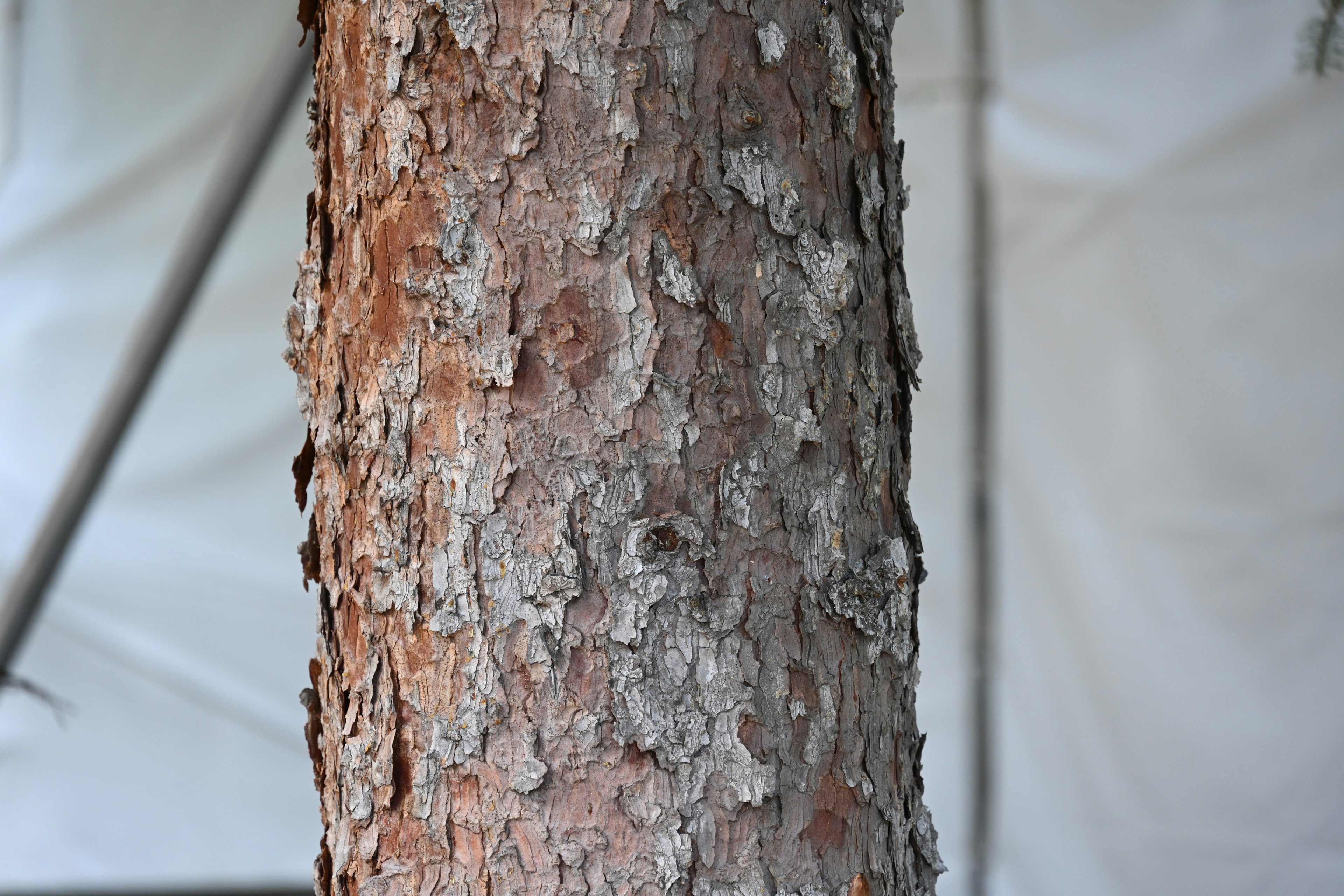 Detailed texture and coloration of a tree trunk