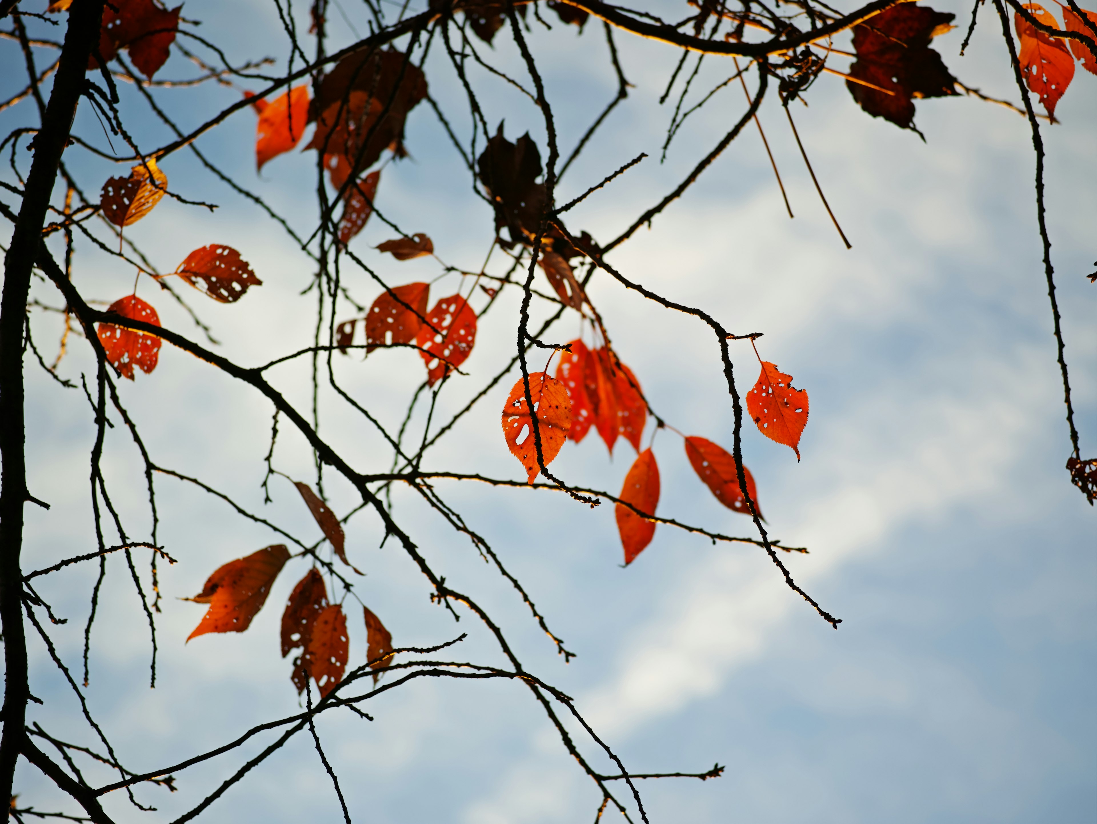 秋の紅葉が青空に映える枝の写真