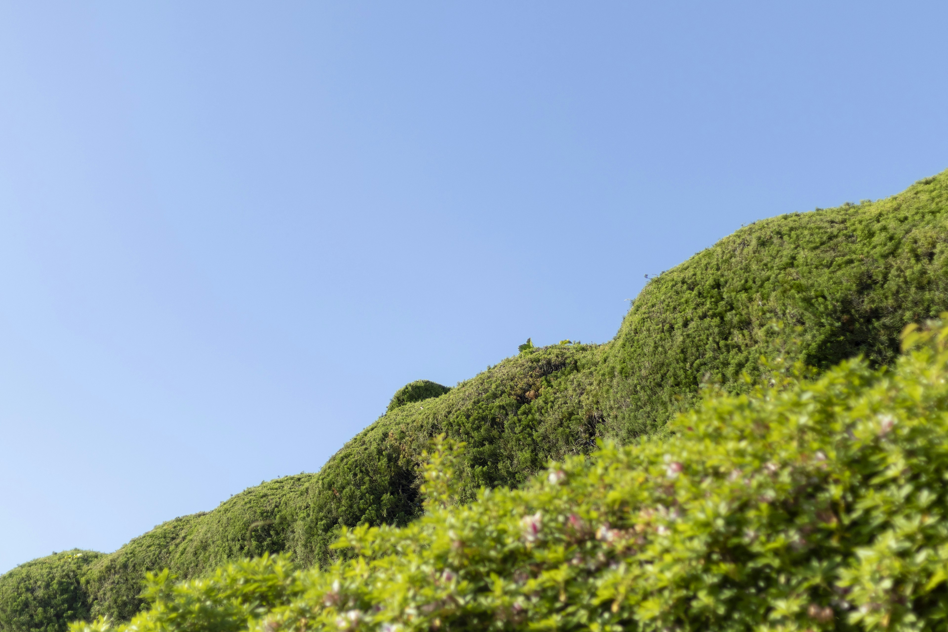 Collines verdoyantes et buissons sous un ciel bleu clair