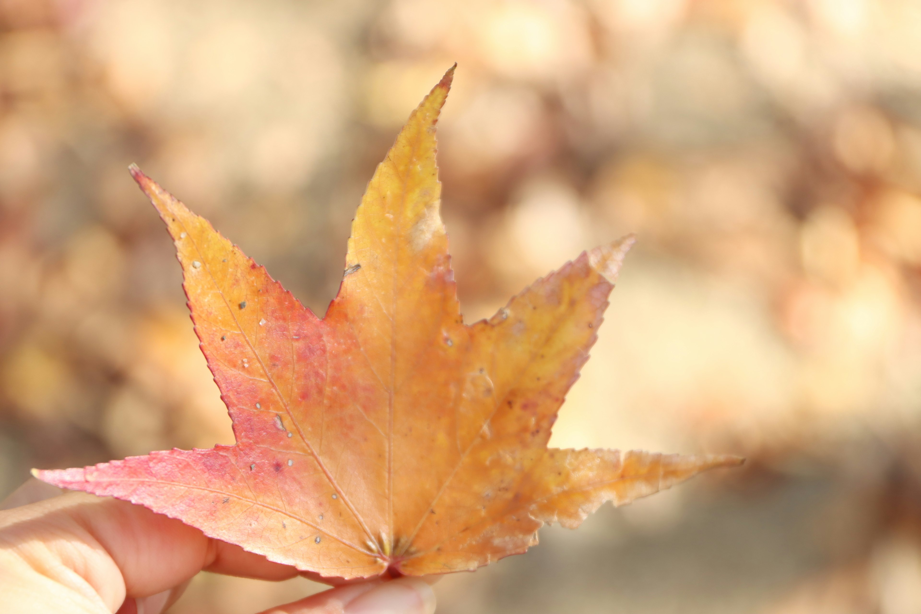 Una mano sosteniendo una hoja de otoño vibrante naranja y rosa