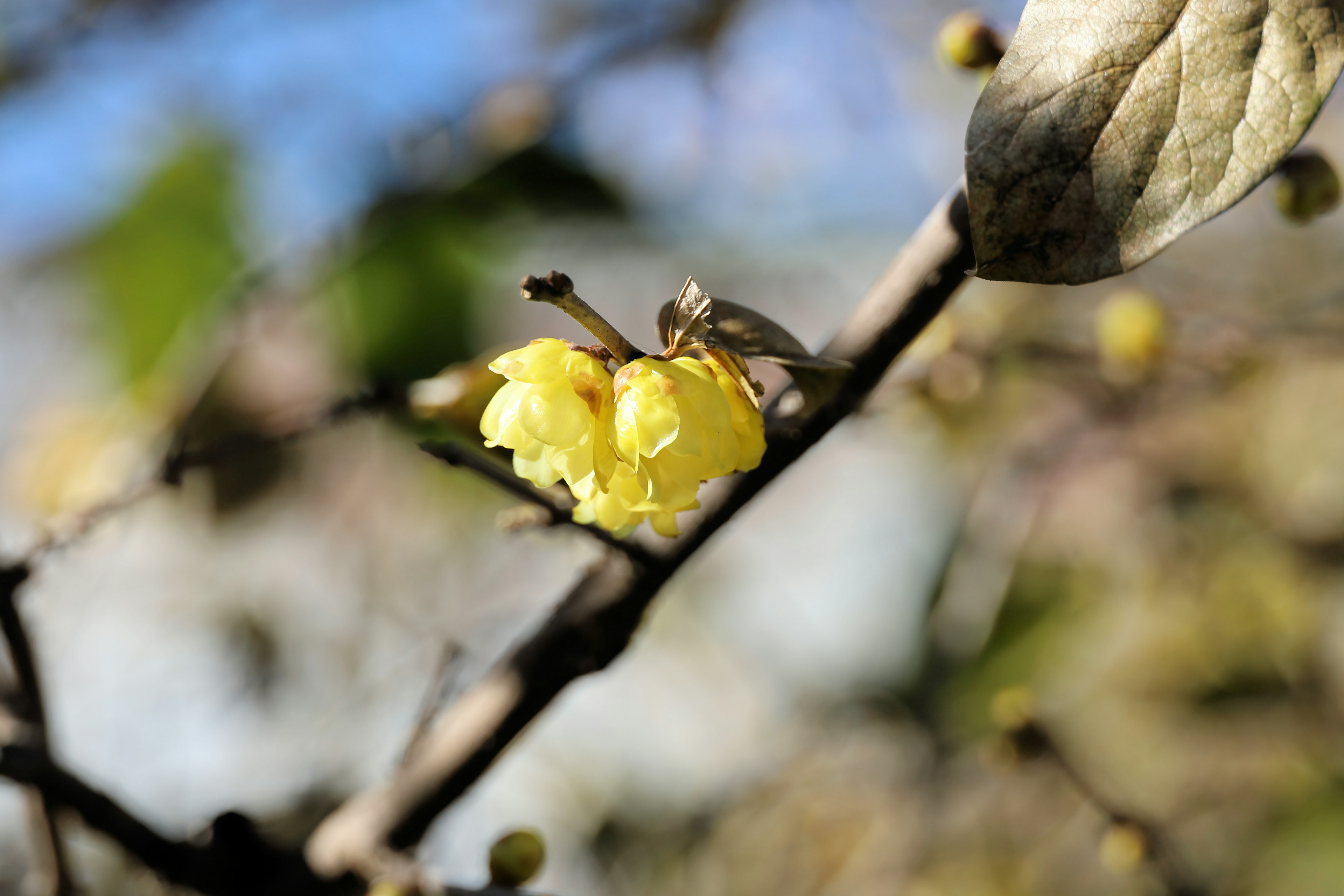 Close-up of a yellow flower blooming on a branch with a blurred green background