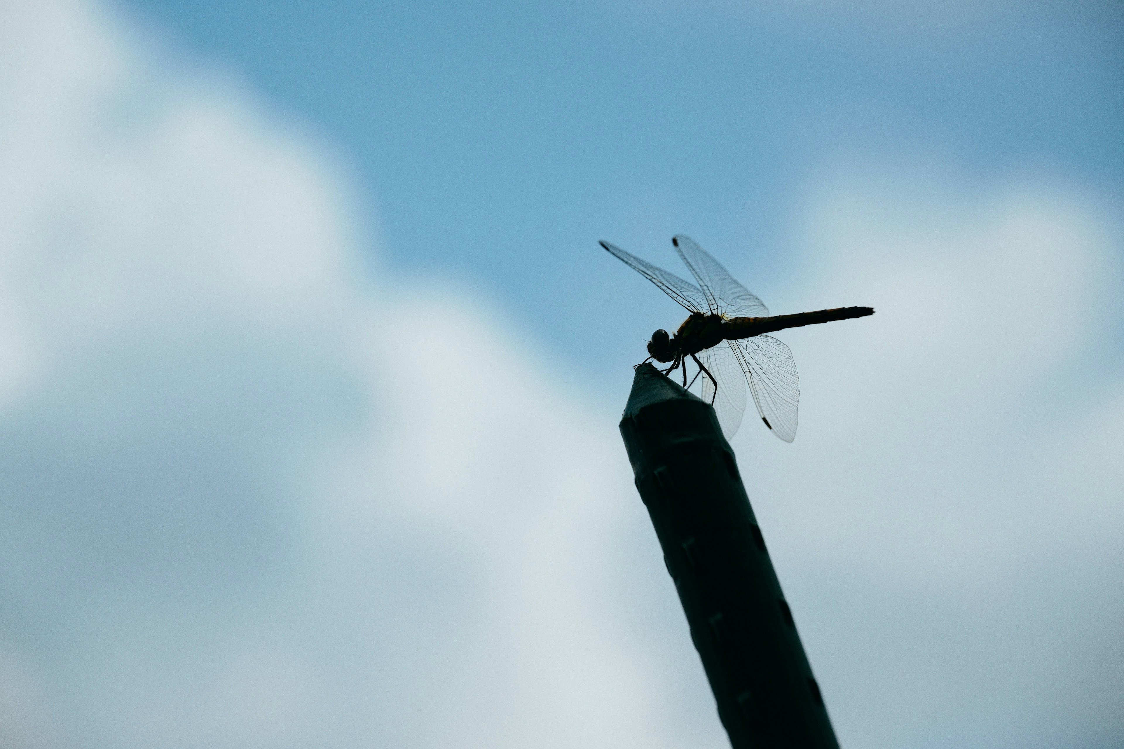 空を背景にしたトンボが棒の先に止まっている