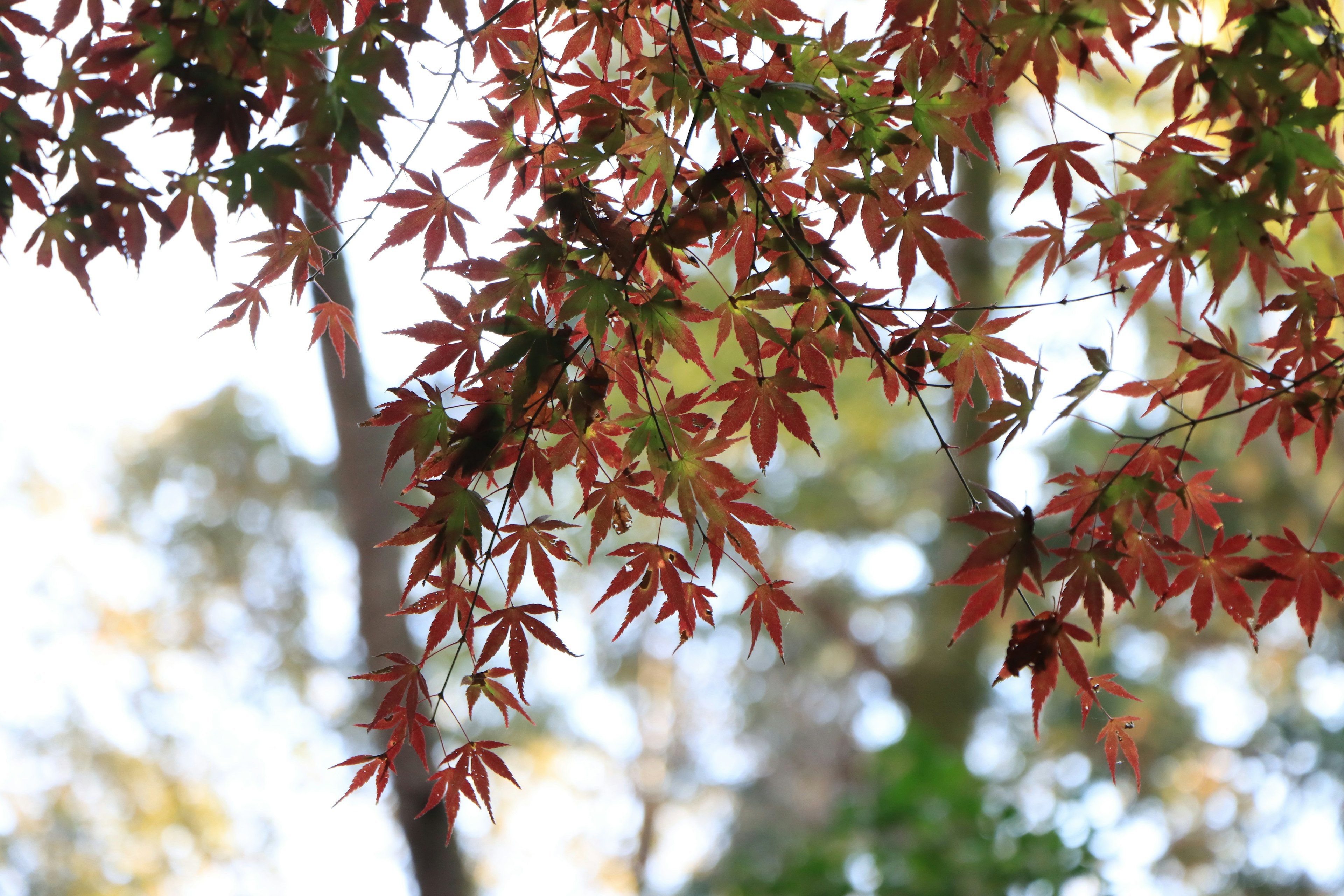 Cabang maple dengan daun merah di latar belakang kabur