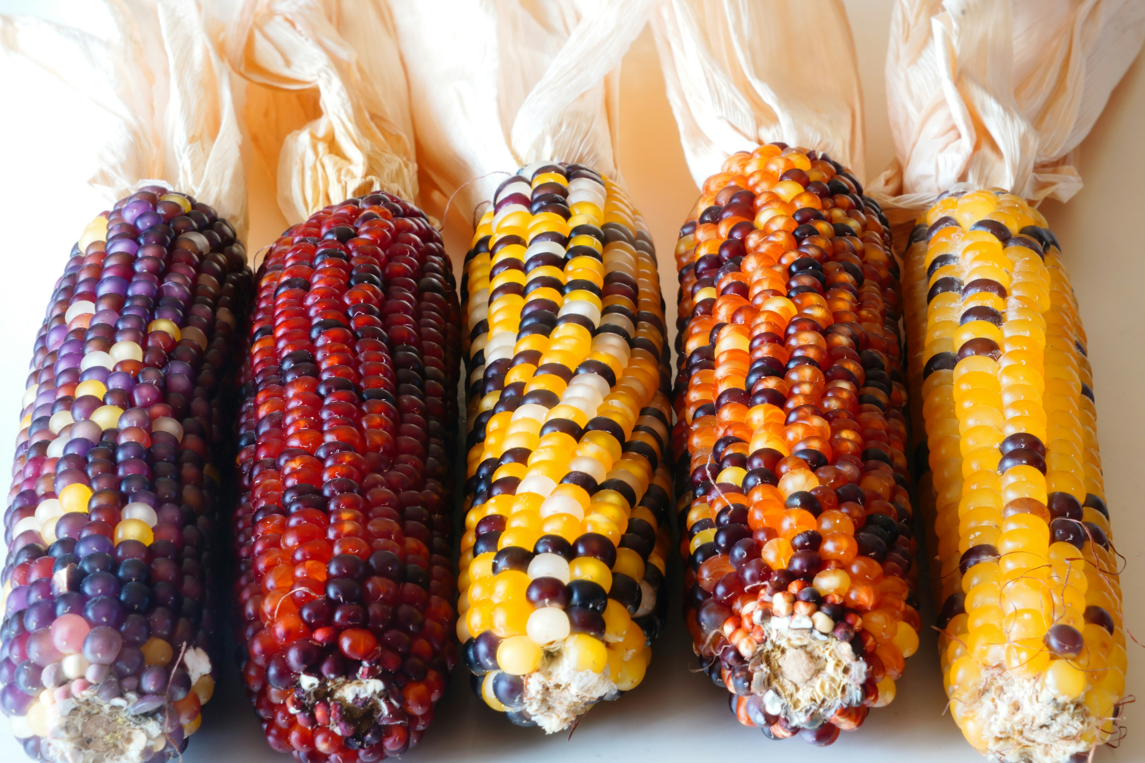 A beautiful display of colorful corn cobs arranged in a row