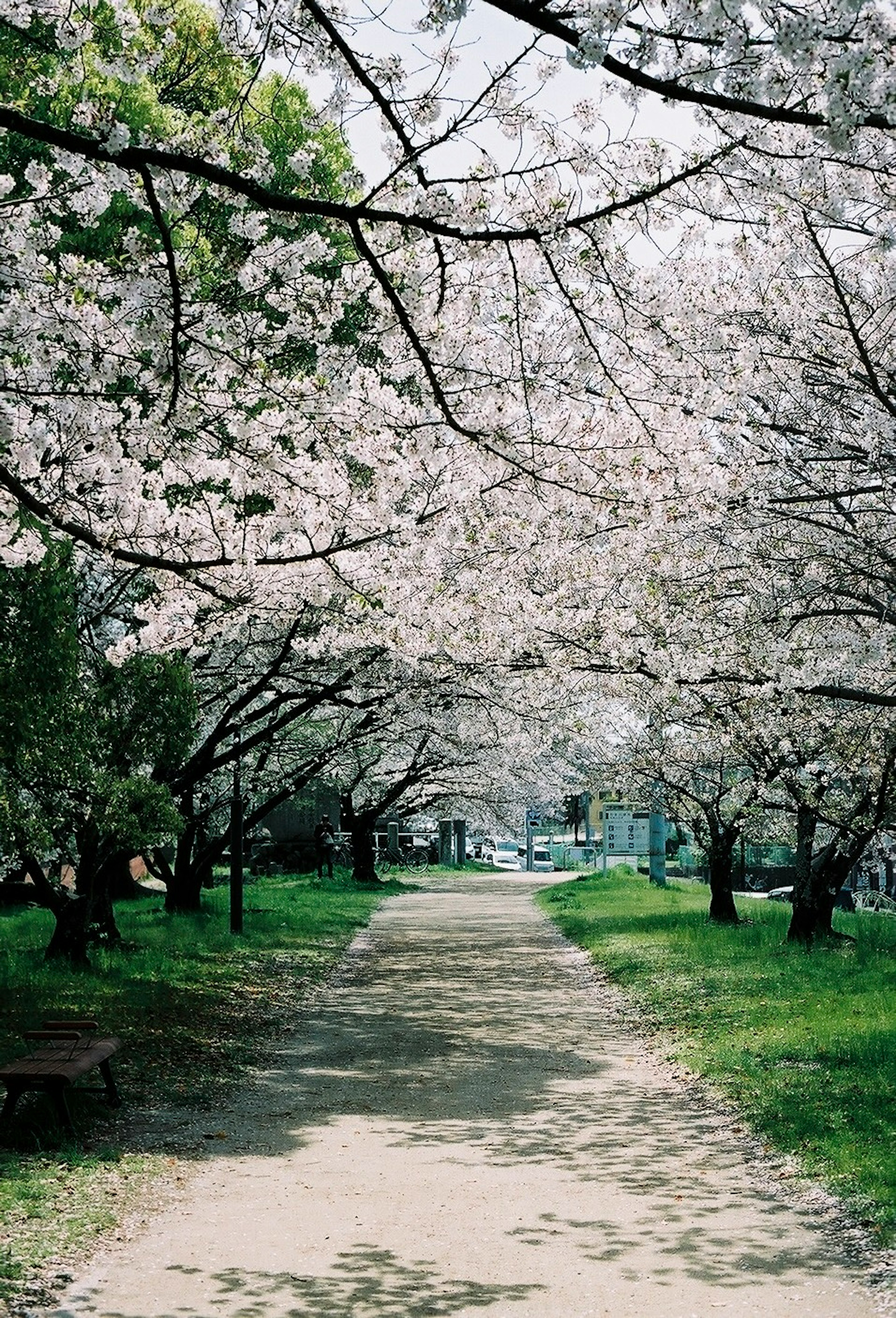 Sentiero fiancheggiato da alberi di ciliegio in fiore