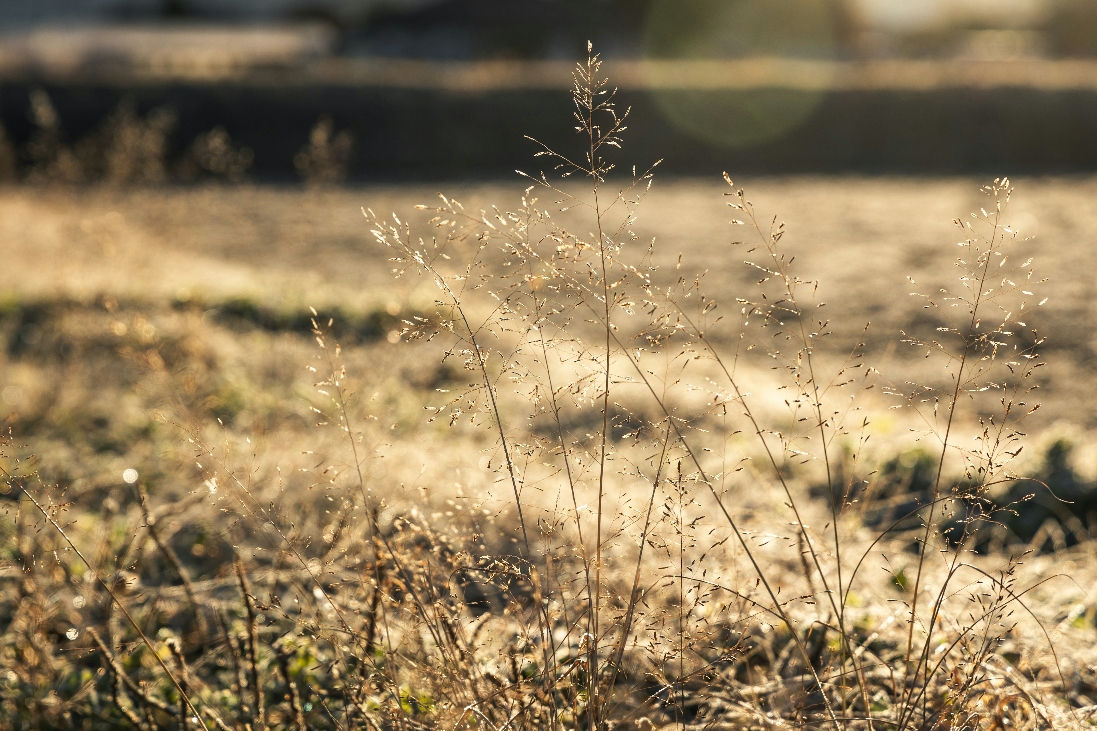 A bundle of dry grass swaying in gentle sunlight