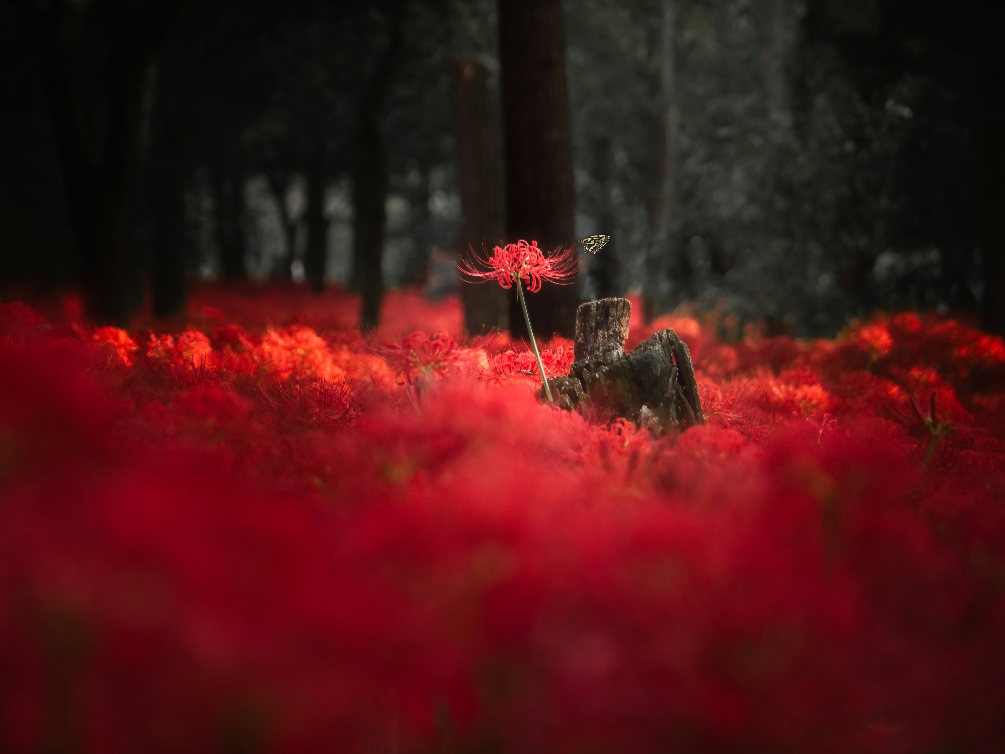 A forest scene with vibrant red flowers