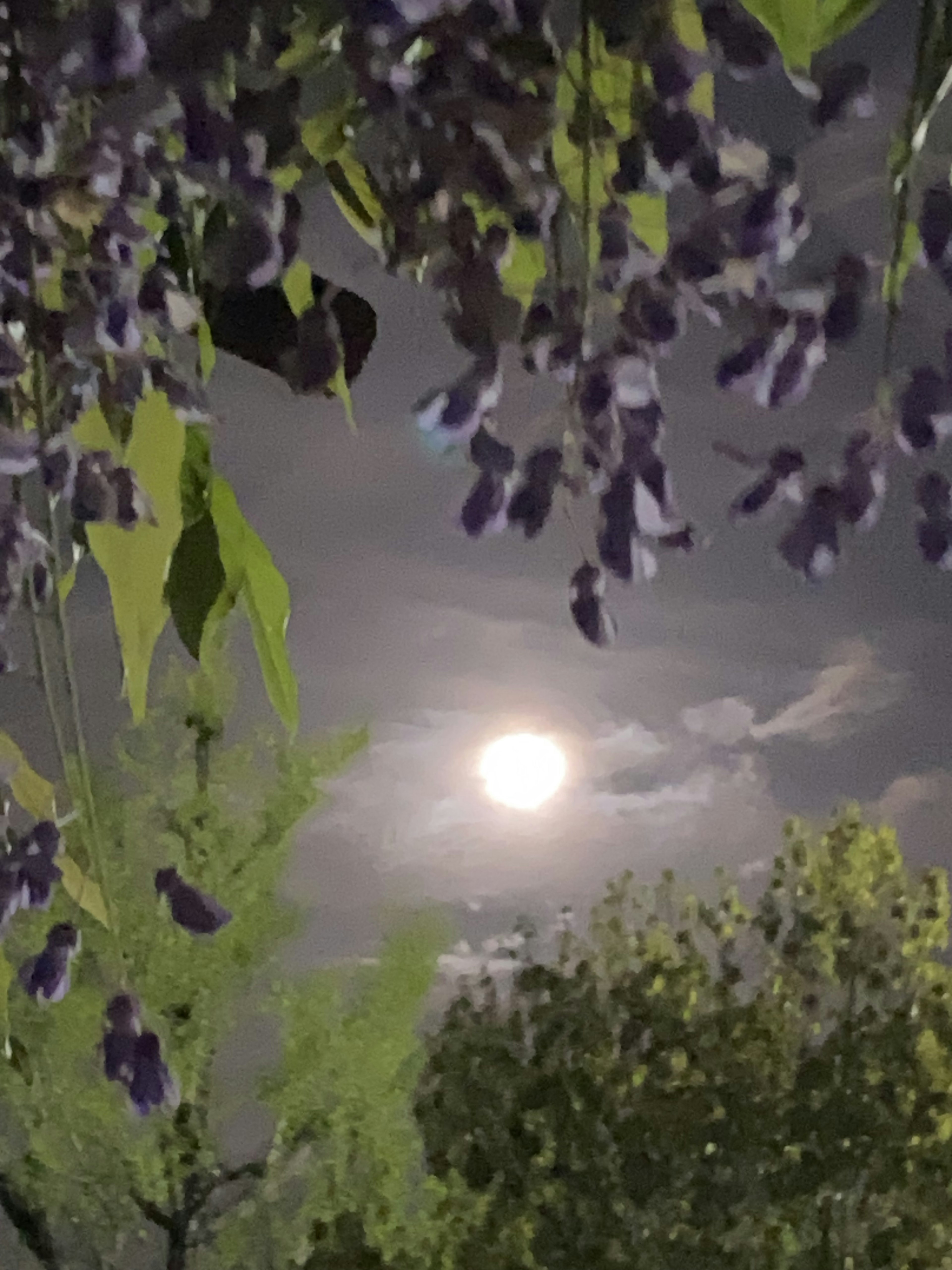 紫色の花が咲く木の間から見える満月と雲のある夜空