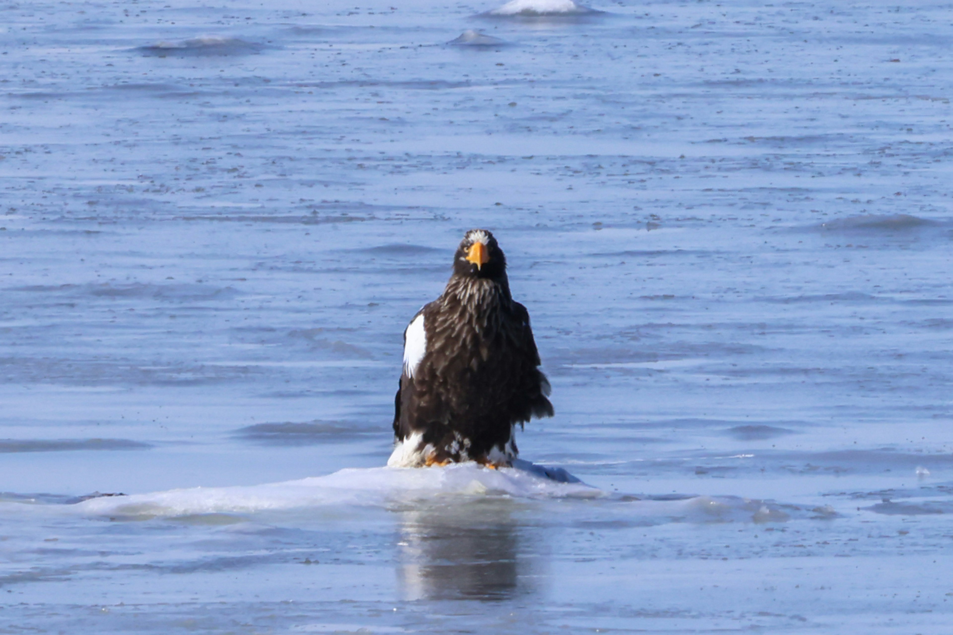 Un maestoso aquila in piedi su un pezzo di ghiaccio con uno sfondo di acqua blu