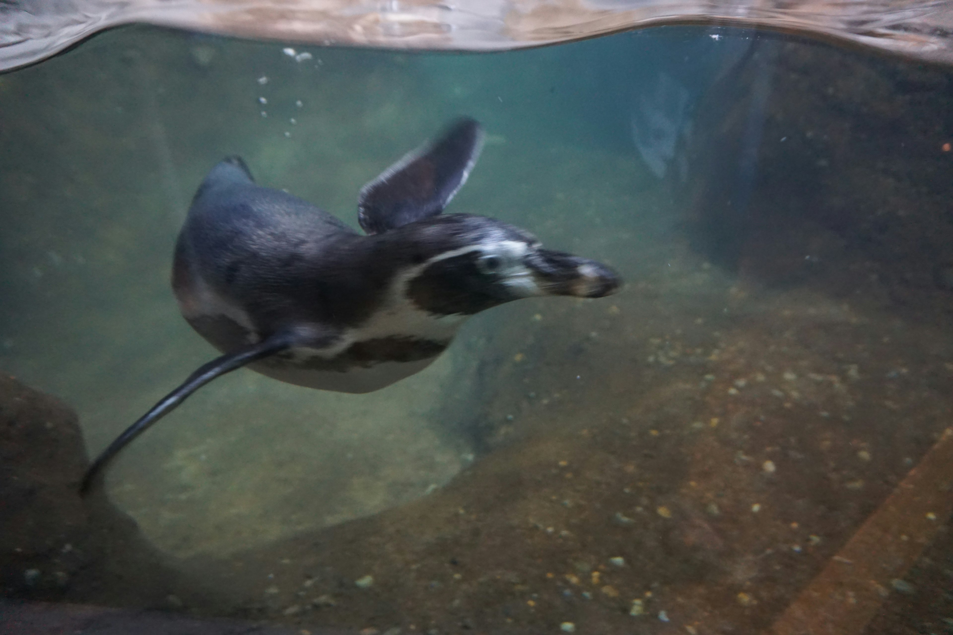 Penguin swimming underwater in a clear tank