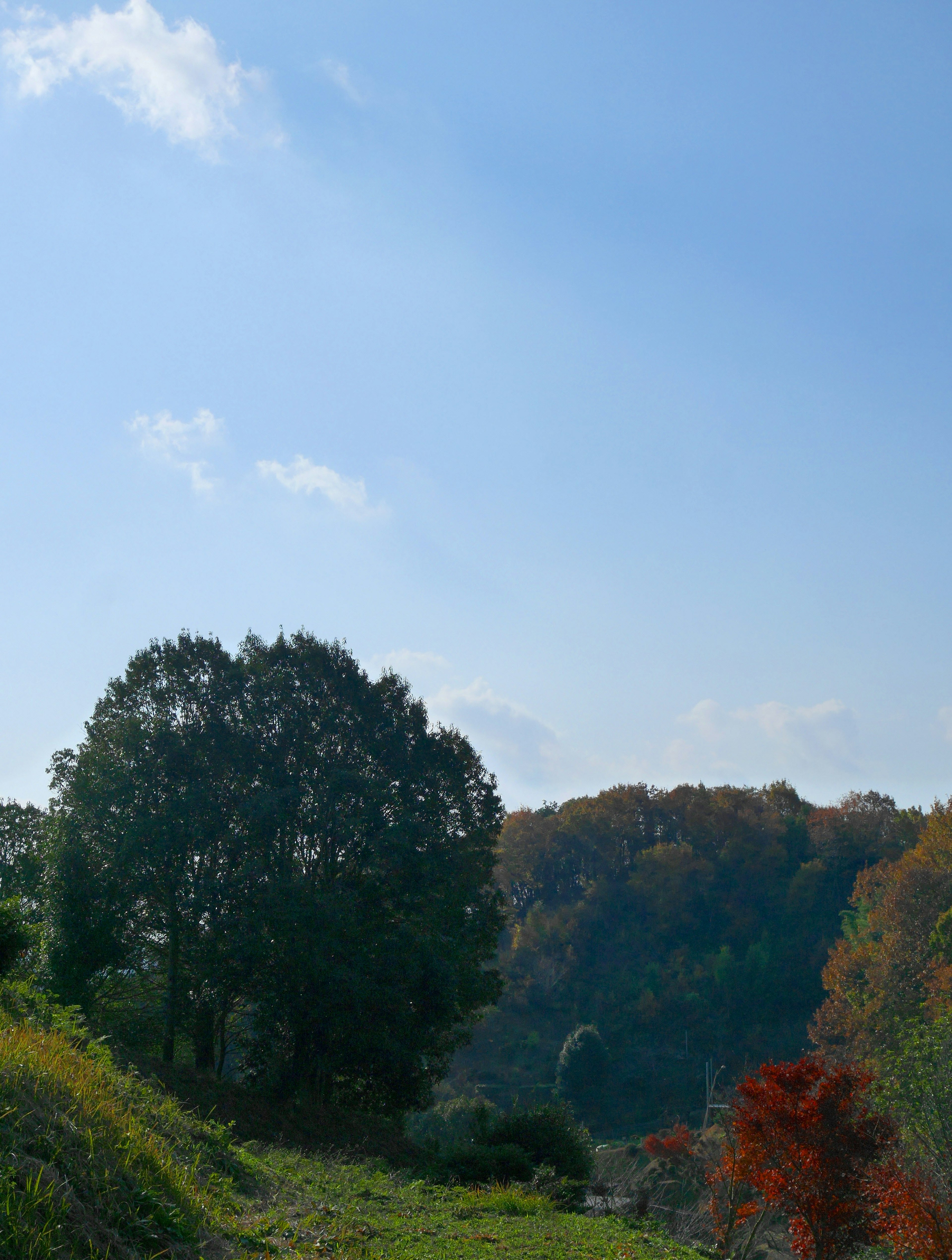 Paesaggio verdeggiante con alberi colorati sotto un cielo blu