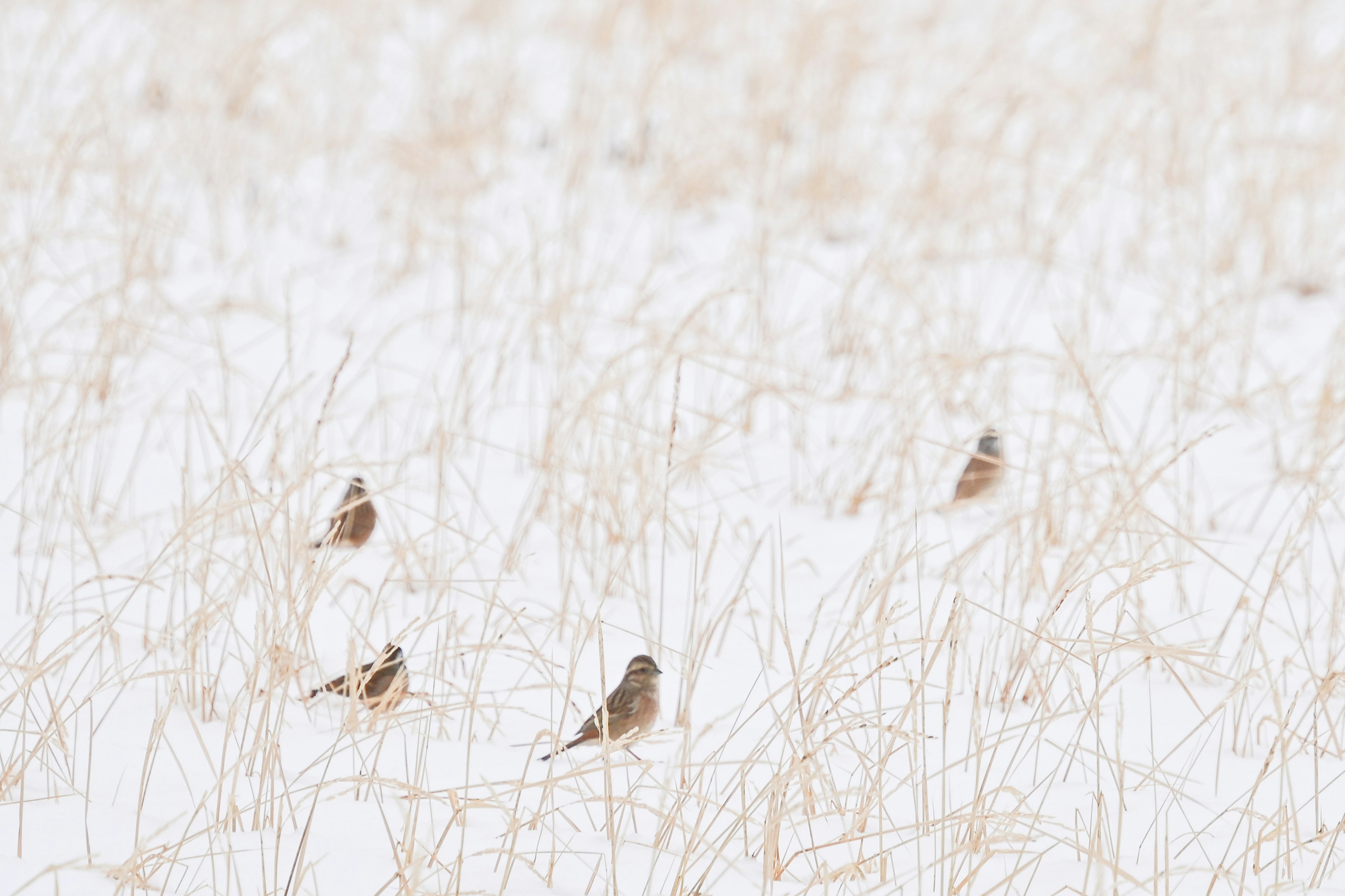 A scene of small birds gathered in a snowy field covered with tall grass