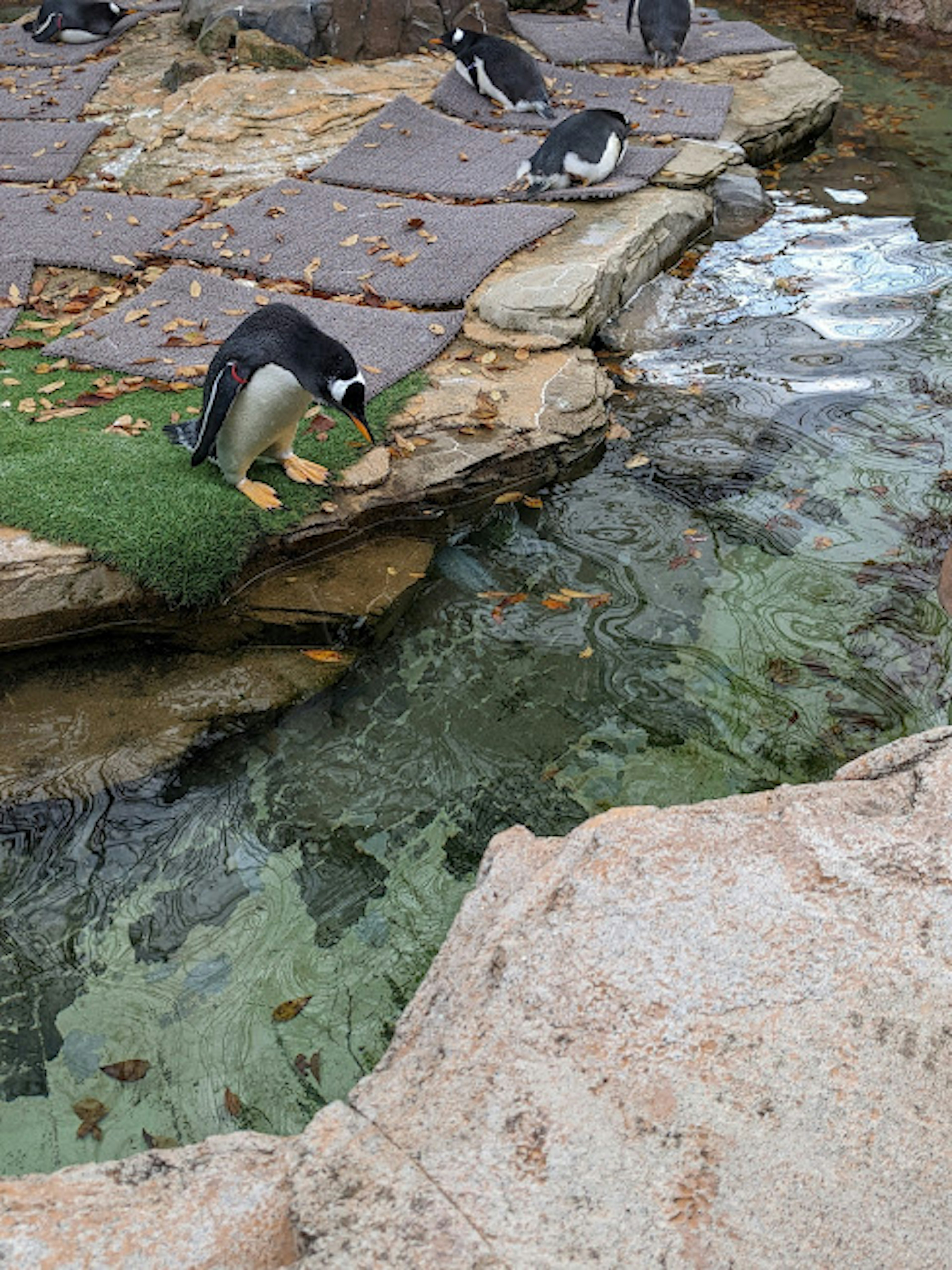 Penguin yang minum di dekat batu dengan air jernih di latar belakang