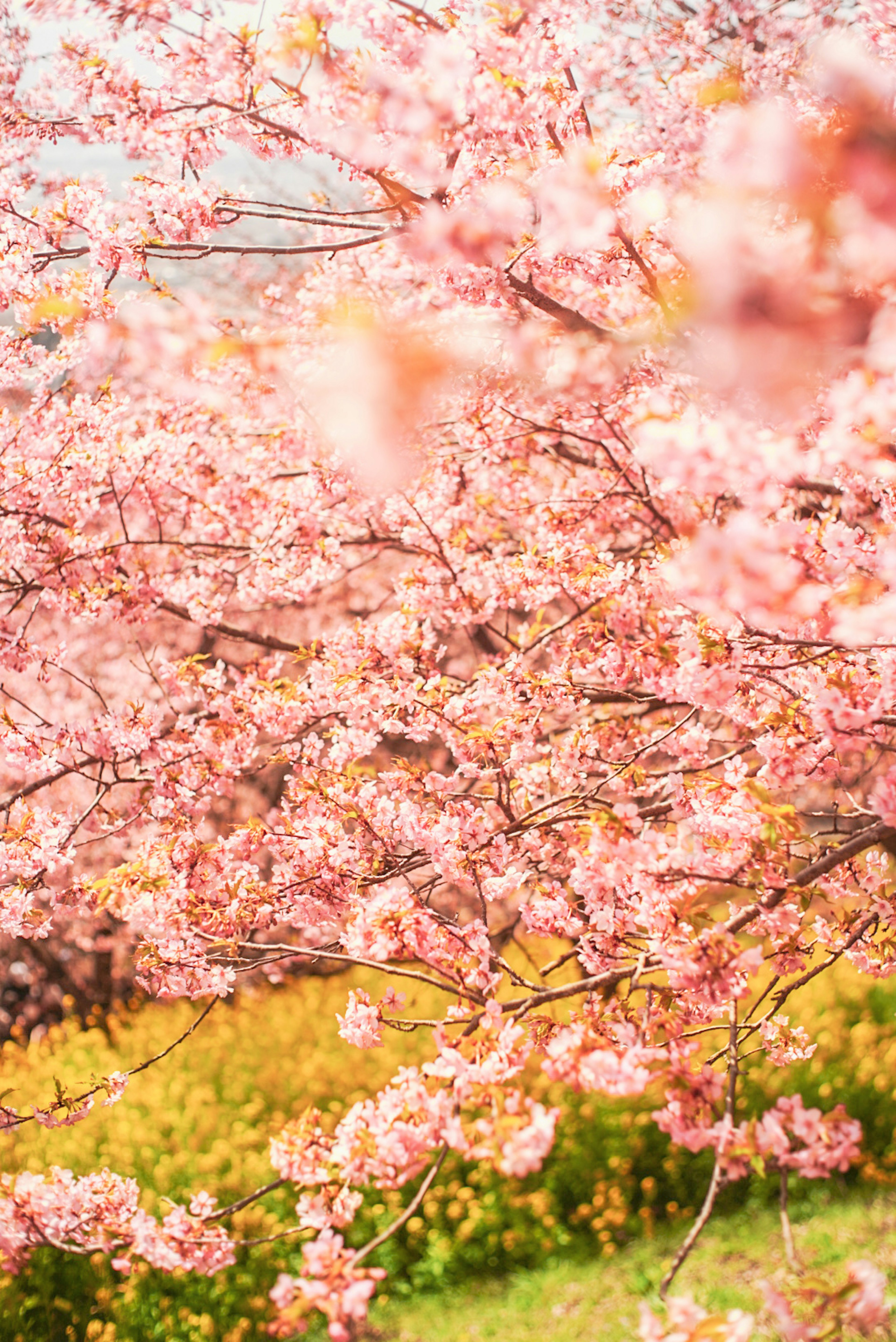 Una escena vibrante de cerezos en flor con pétalos rosas suaves