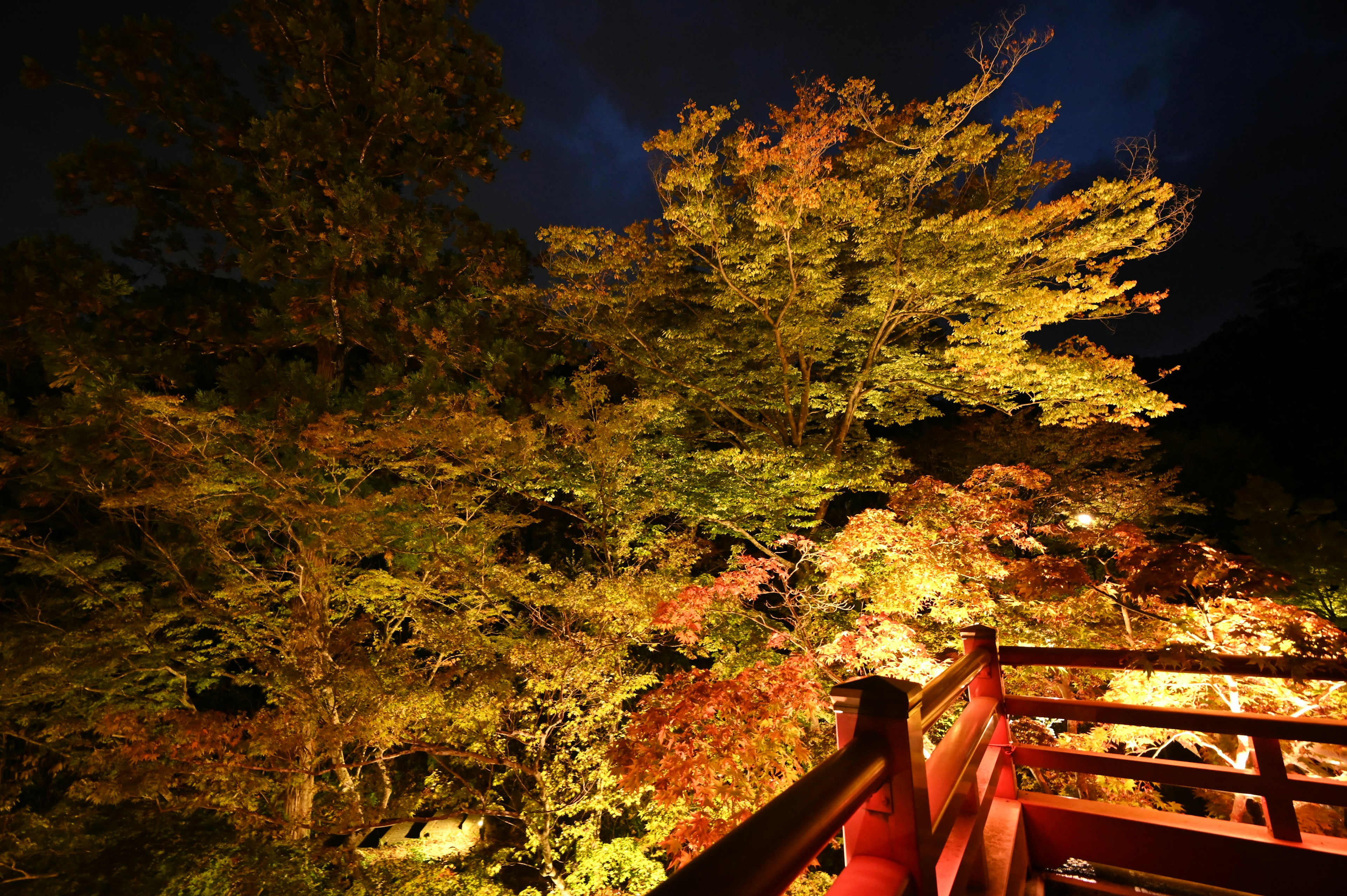 A beautifully illuminated scene of autumn foliage and trees at night with a bridge