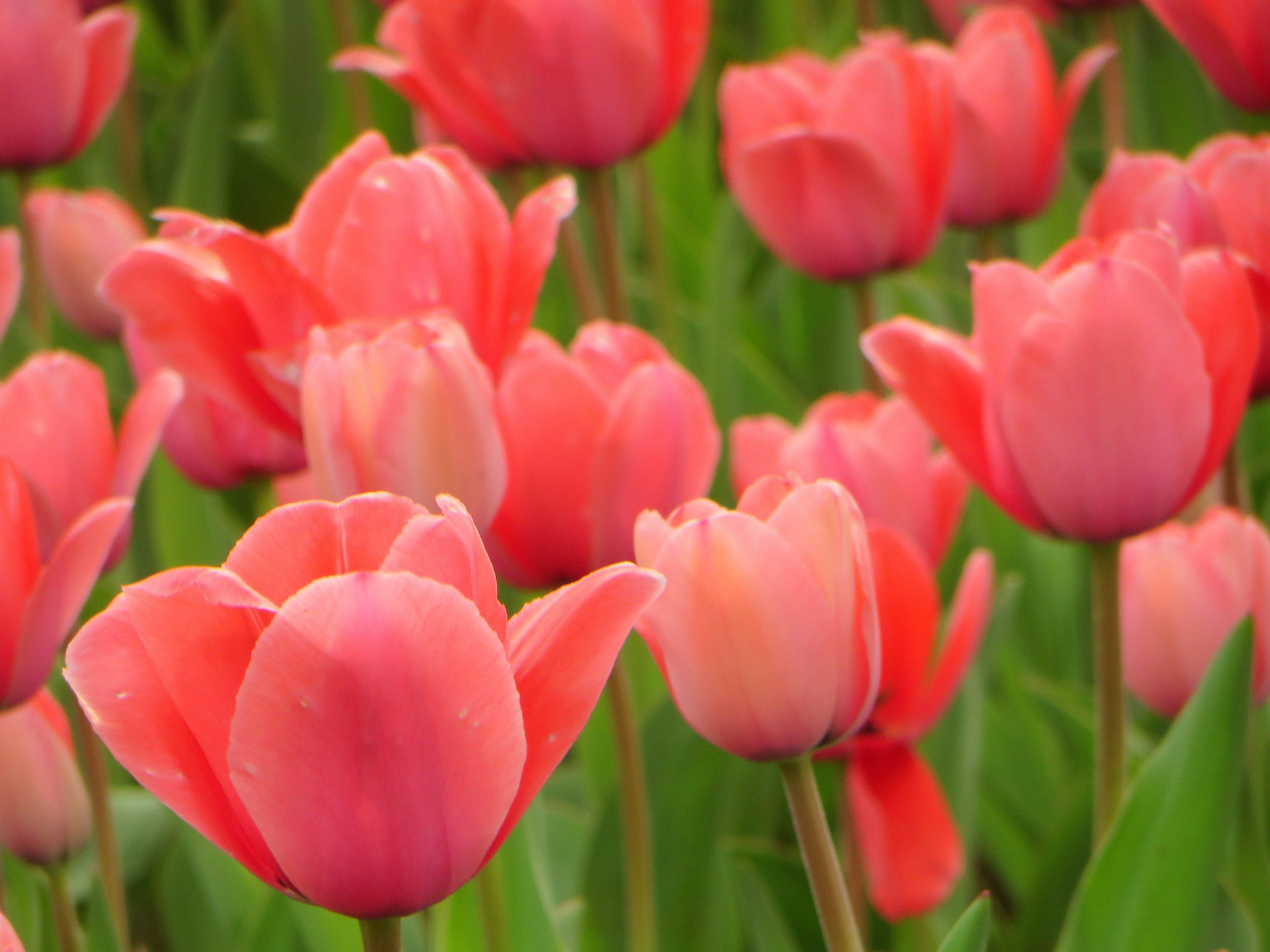 A vibrant field of pink tulips in full bloom