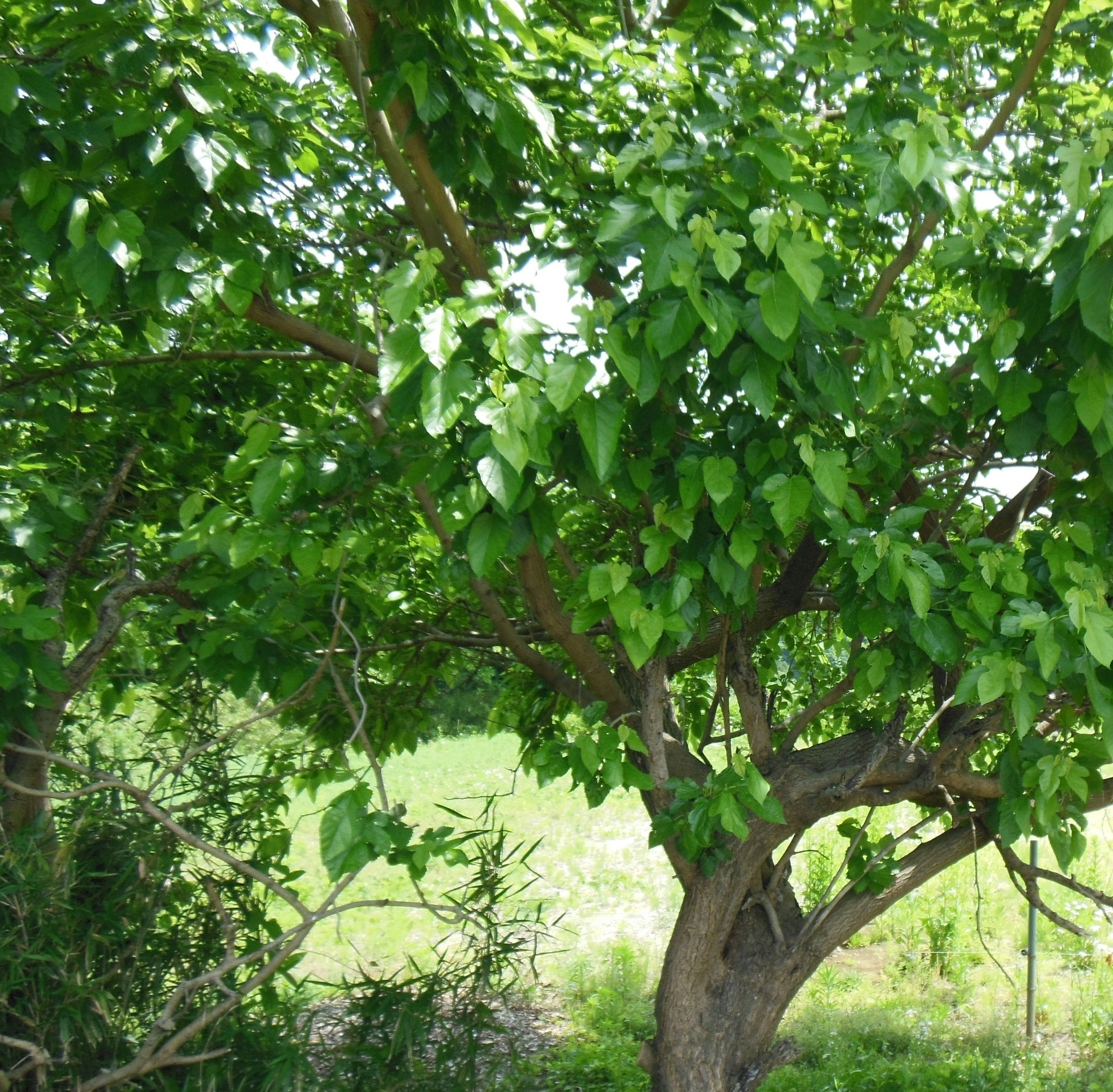 Üppiger grüner Baum mit lebhaften Blättern in einer natürlichen Umgebung