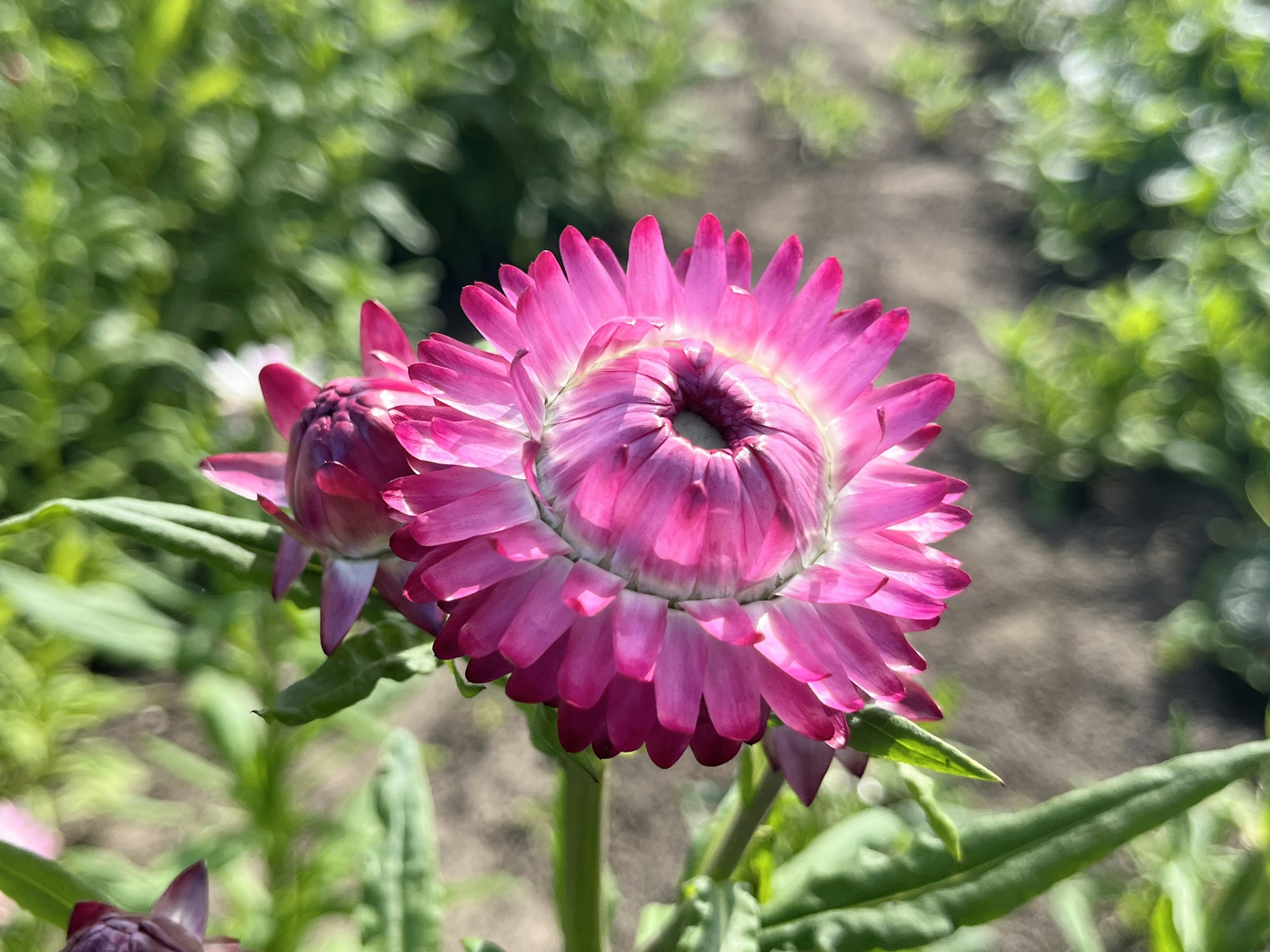 Lebendige rosa Blume mit grünen Blättern im Hintergrund