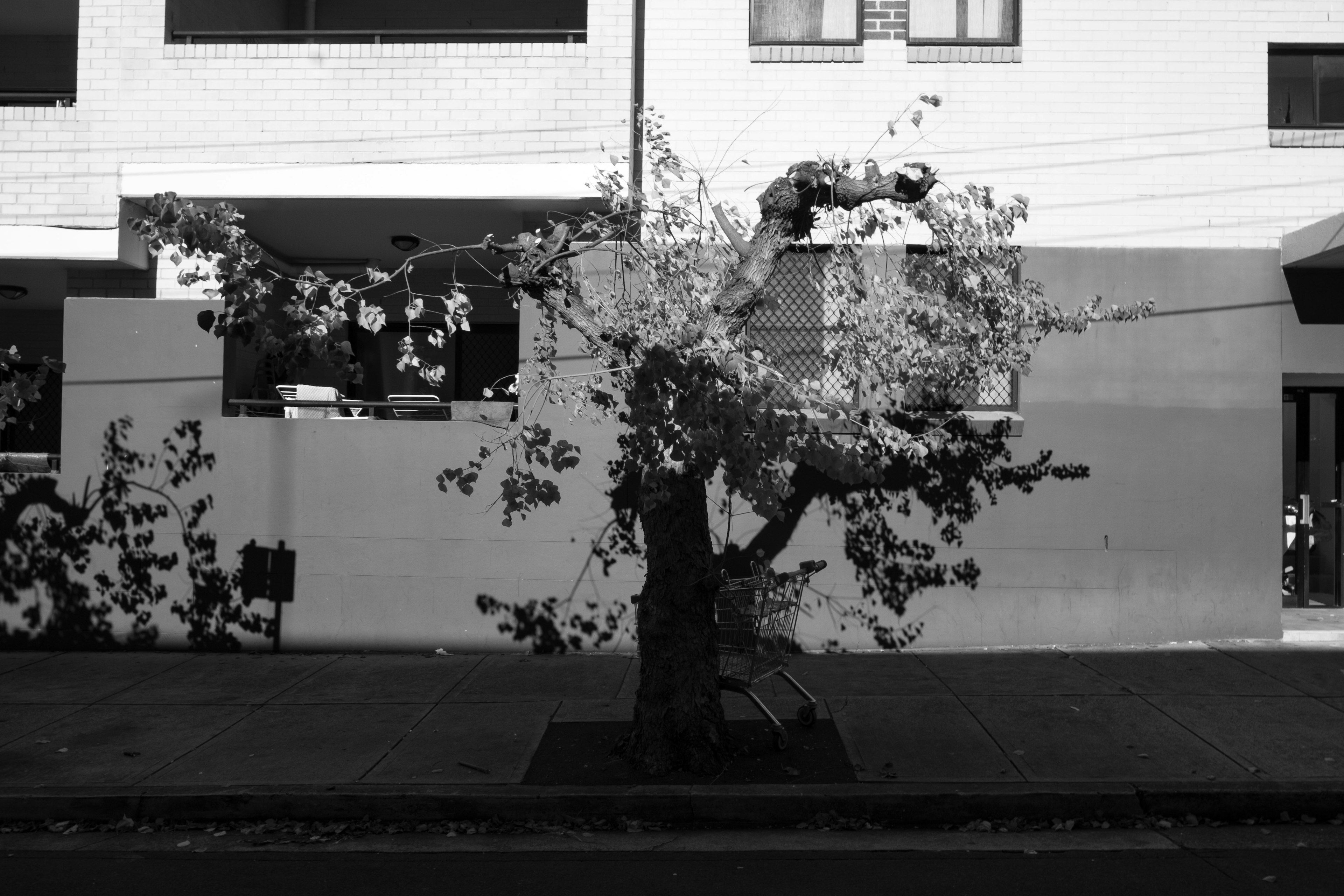 Black and white image of a tree in an urban setting