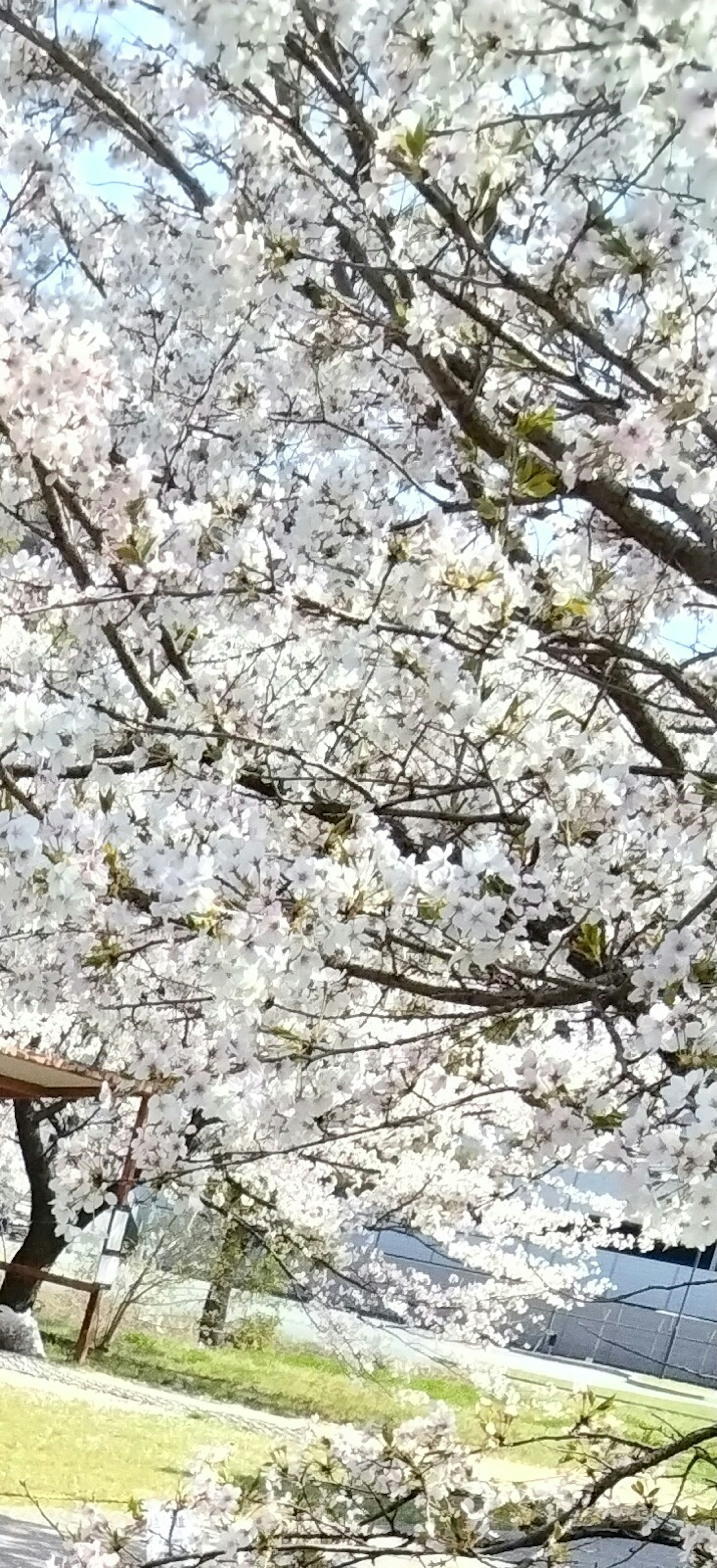 Eine Parkszene mit einem Kirschbaum in voller Blüte