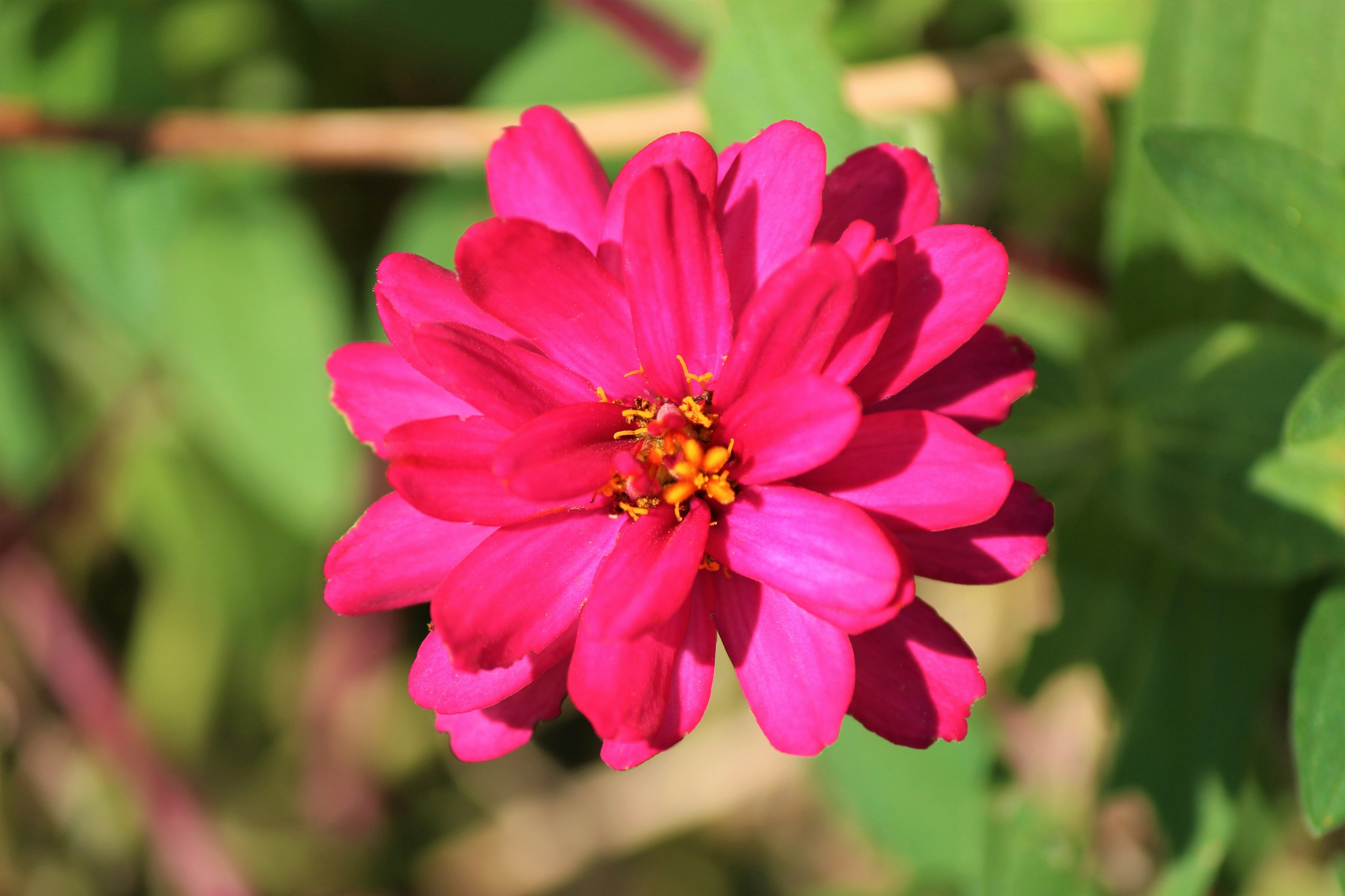 Bright pink flower blooming among green leaves