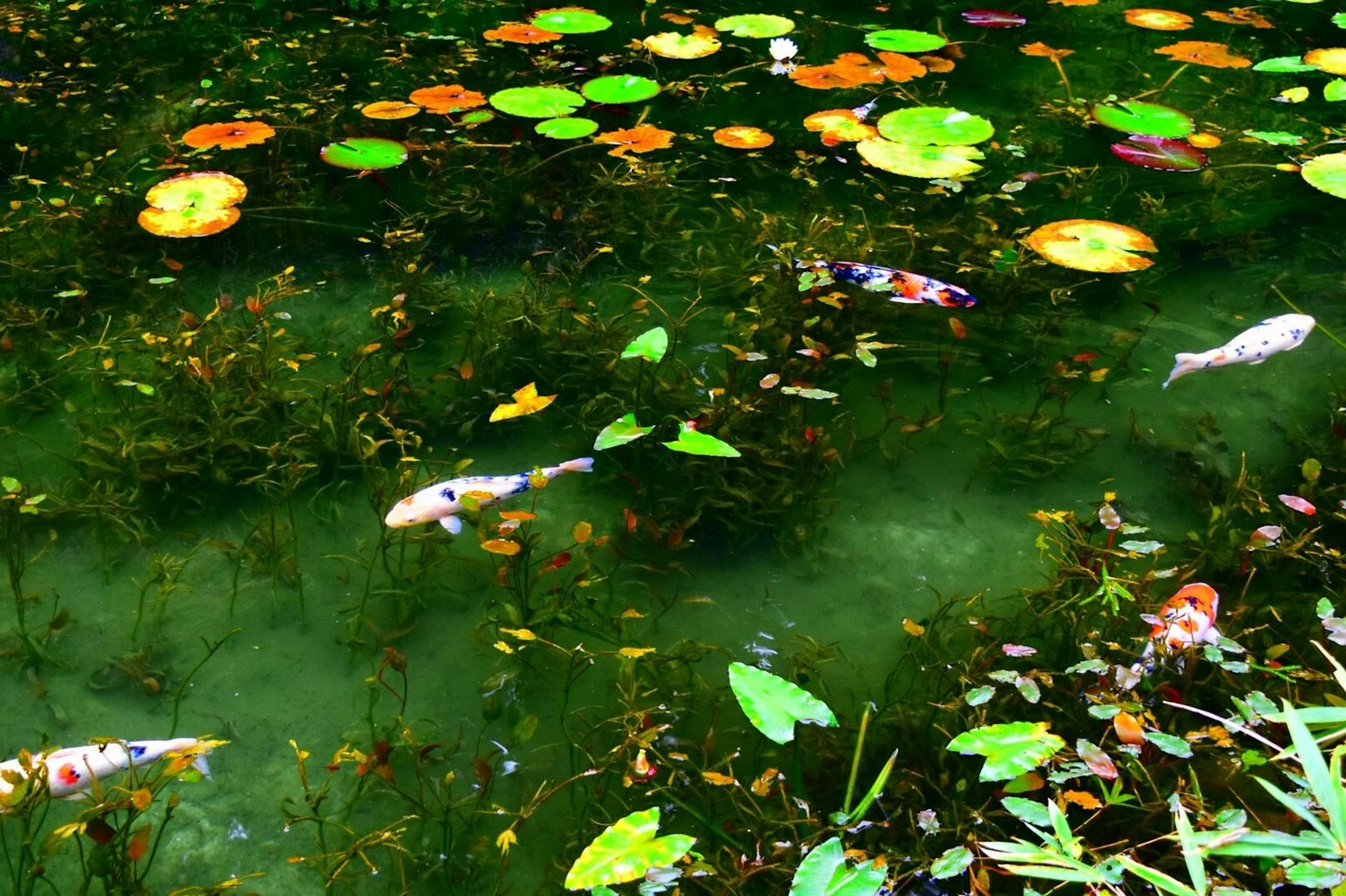 Colorful lily pads floating on a green pond with koi fish