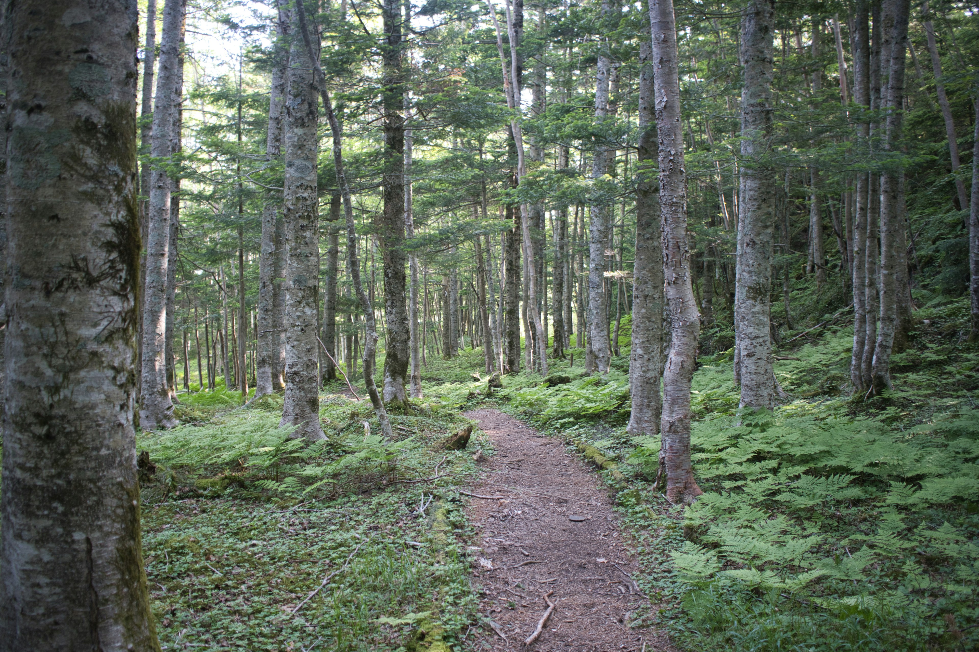 Pathway winding through a lush green forest with tall trees