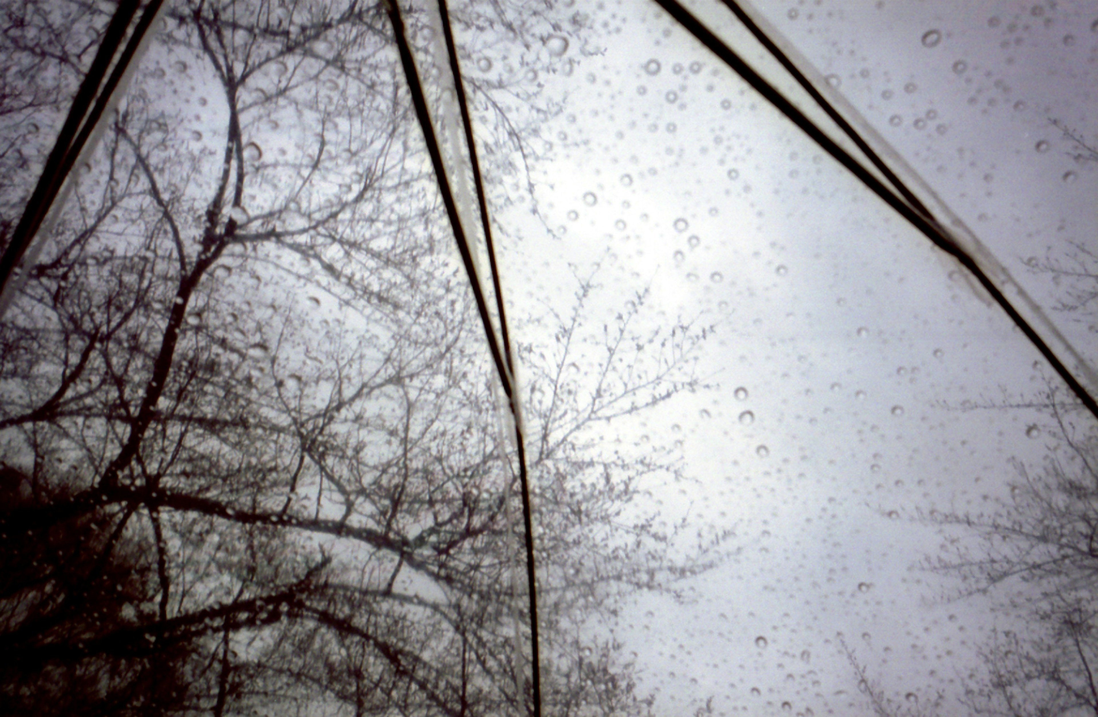 View of trees through a rain-covered umbrella