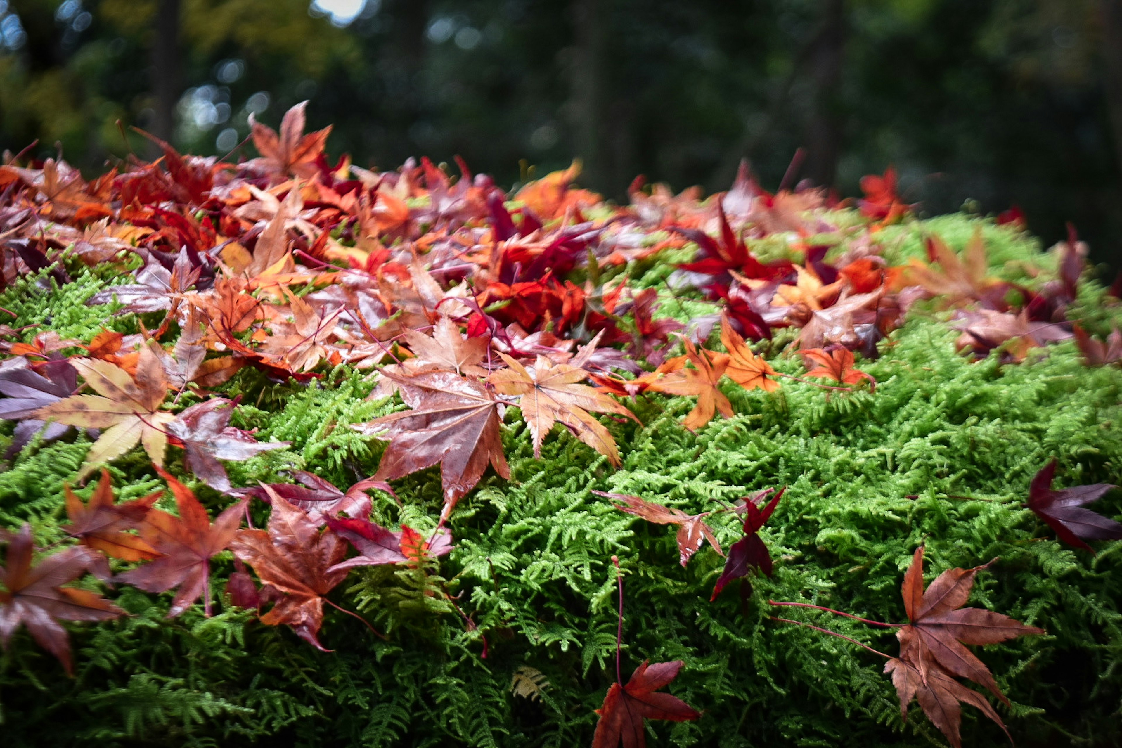 Beautiful contrast of red and orange maple leaves on green foliage