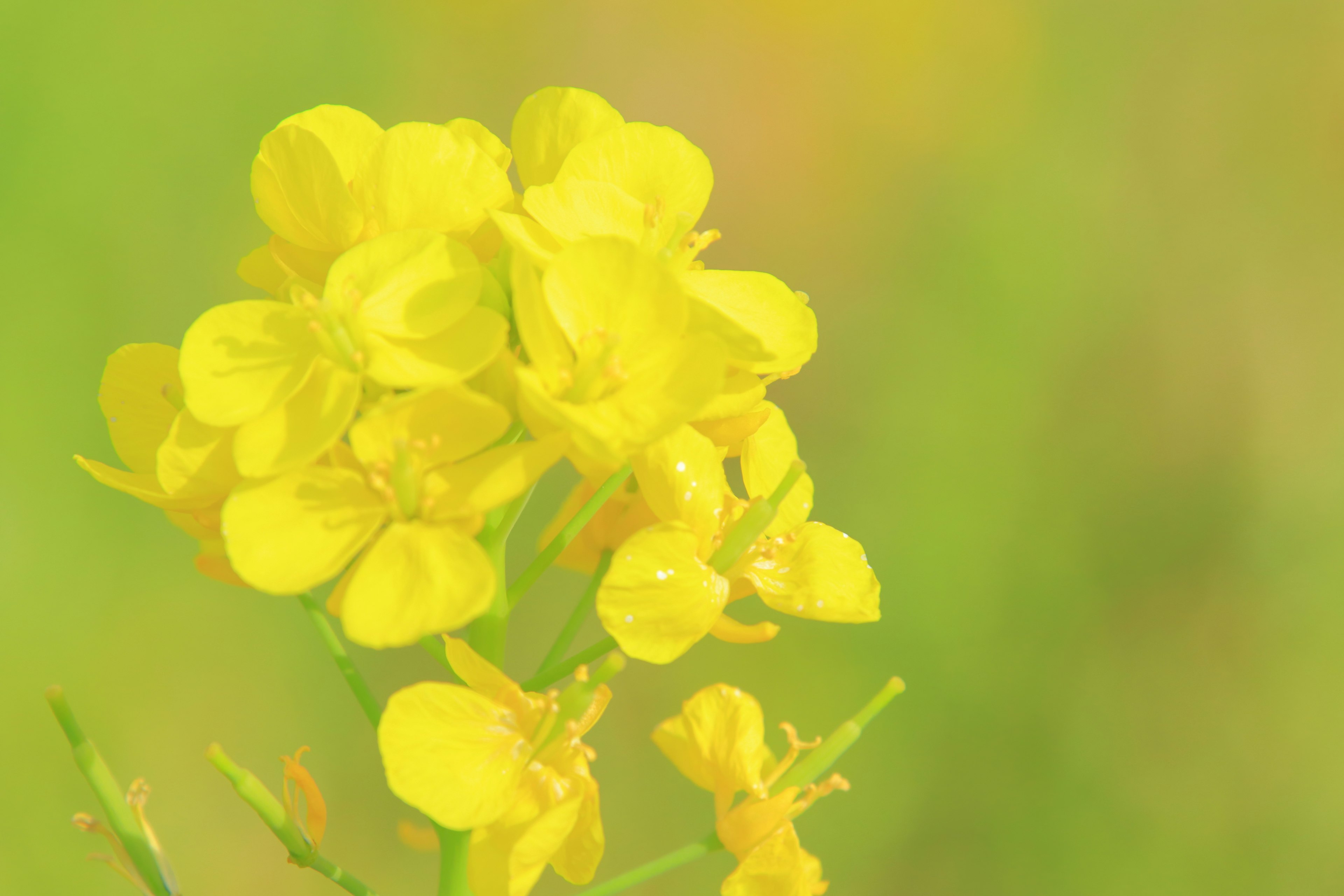 ภาพระยะใกล้ของดอกไม้สีเหลืองสดใสกับพื้นหลังสีเขียวอ่อน