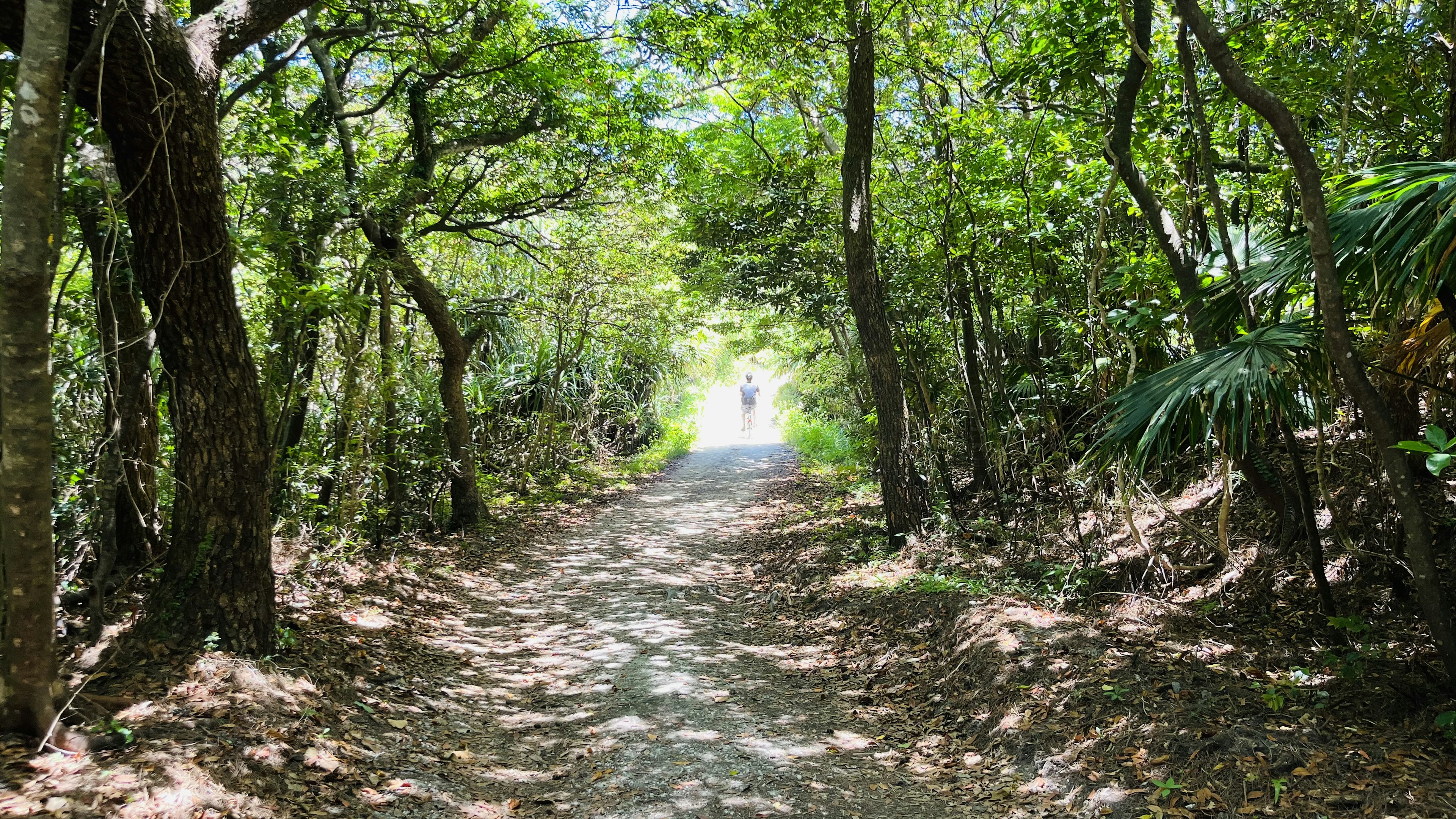 Pathway through a lush green forest leading to bright light