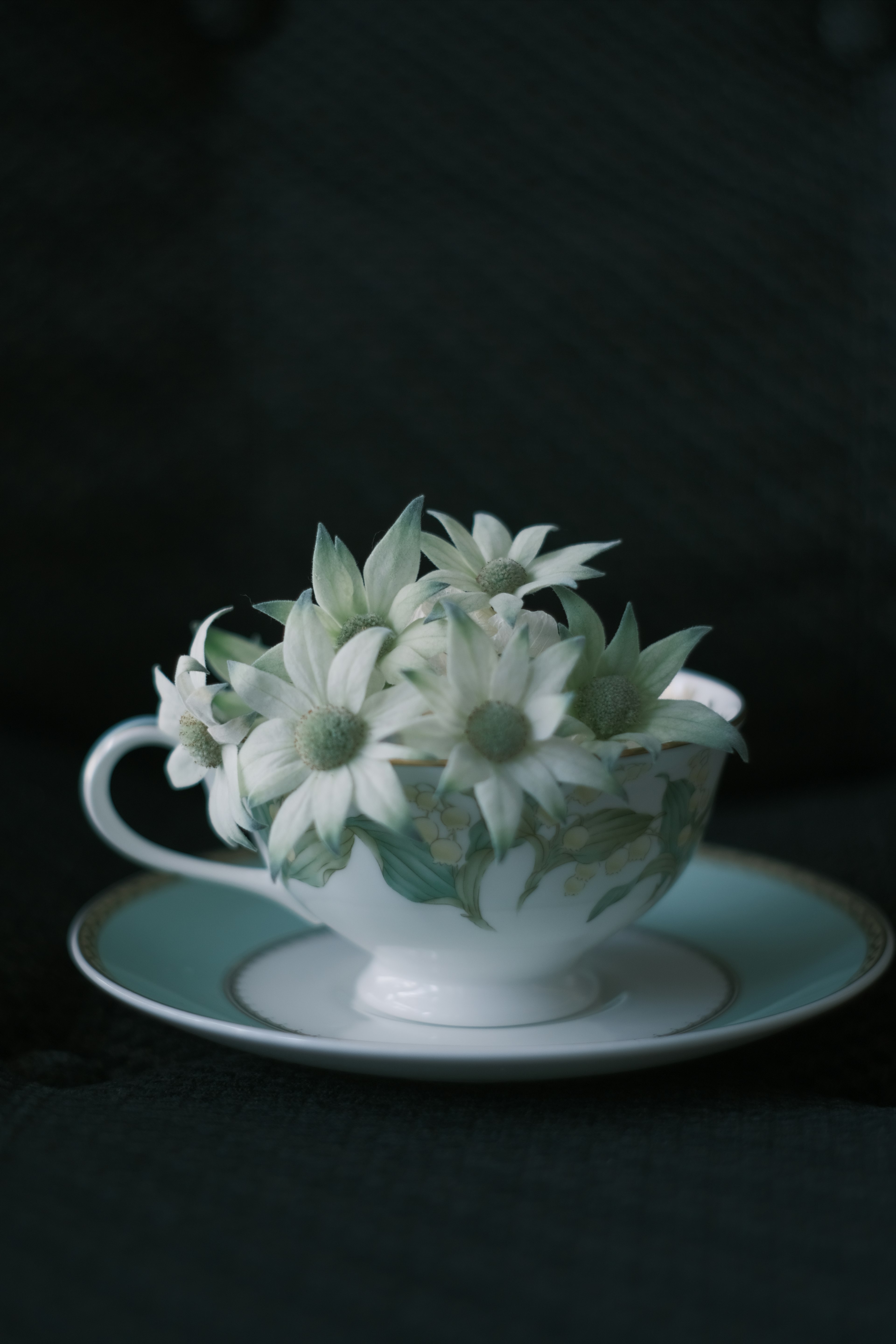 Still life of a teacup and saucer filled with white flowers