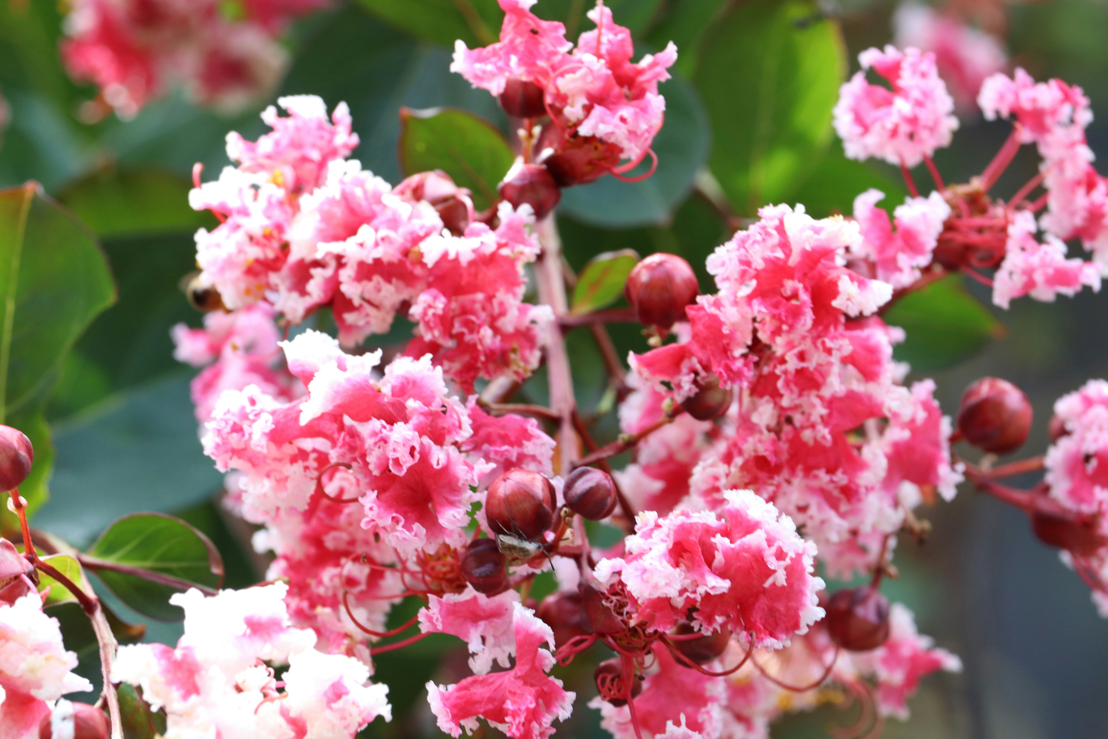 Close-up of vibrant pink and white flowers blooming on a crepe myrtle