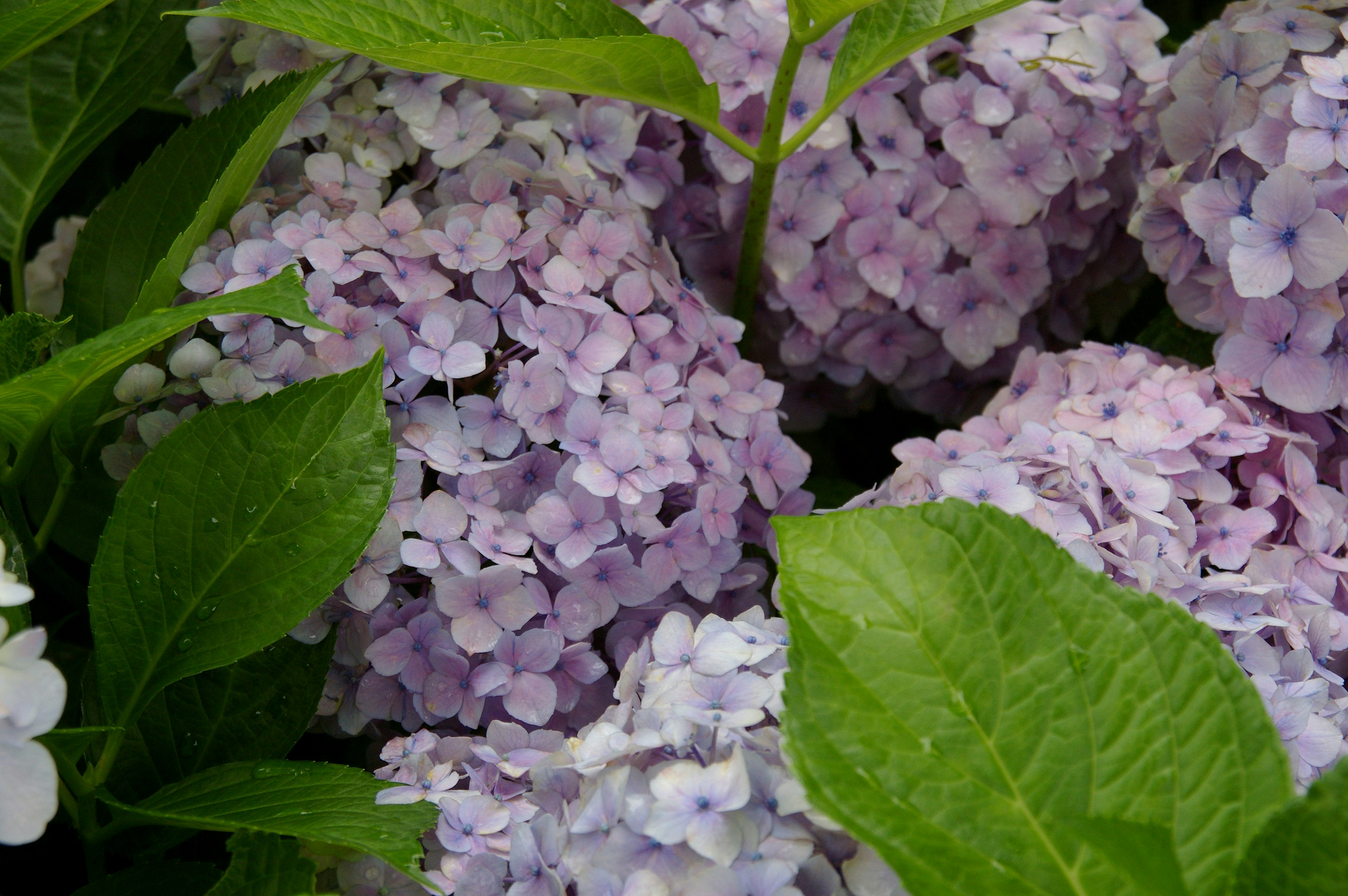 Büschel von lila Hortensienblüten umgeben von grünen Blättern