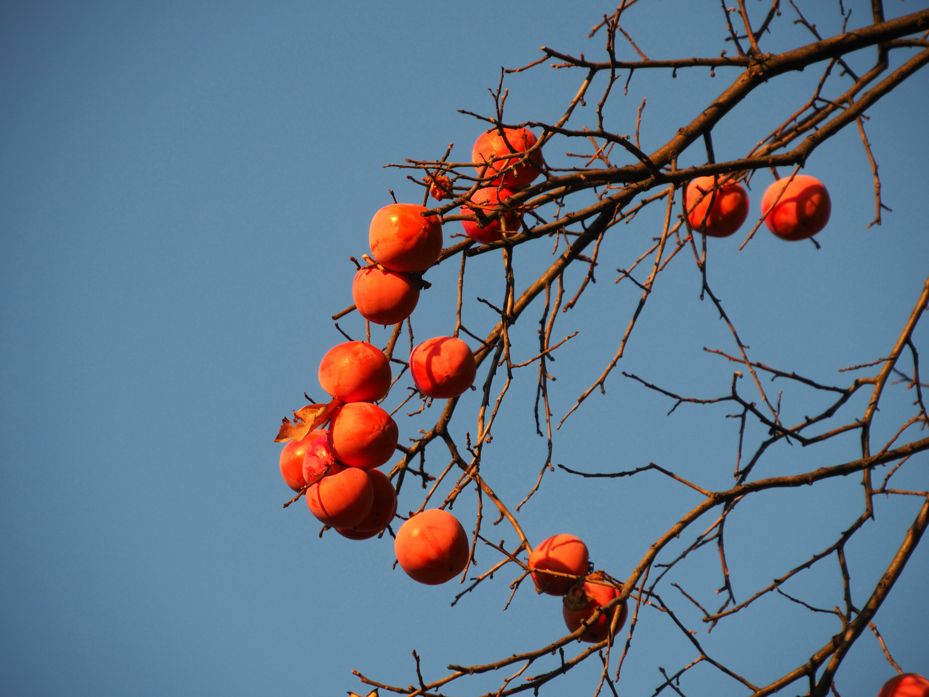 Ein Ast mit orangefarbenen Früchten vor blauem Himmel