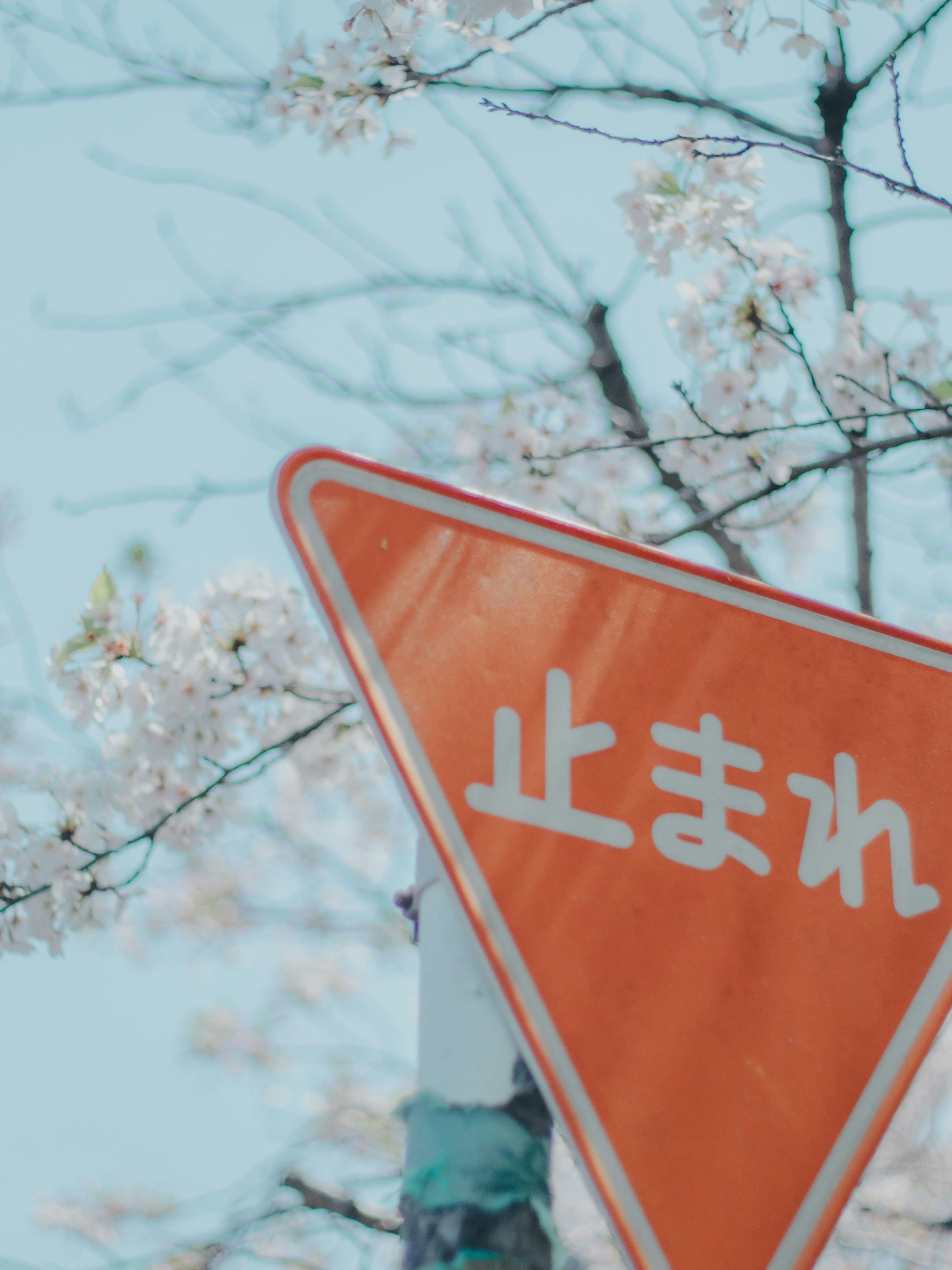 Panneau stop orange avec des caractères japonais devant un fond de cerisiers en fleurs