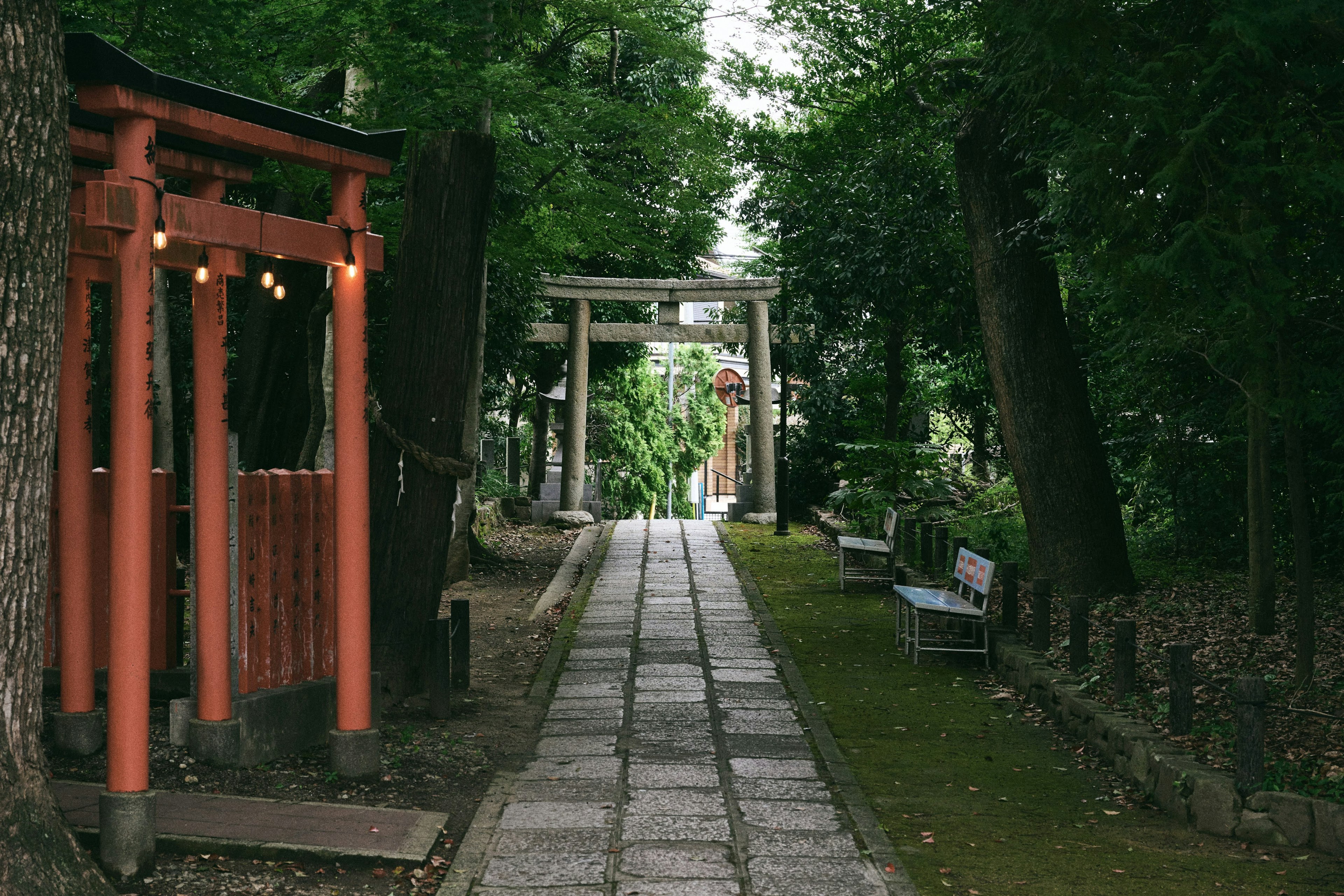 被郁郁葱葱的绿色植物包围的红色鸟居小道